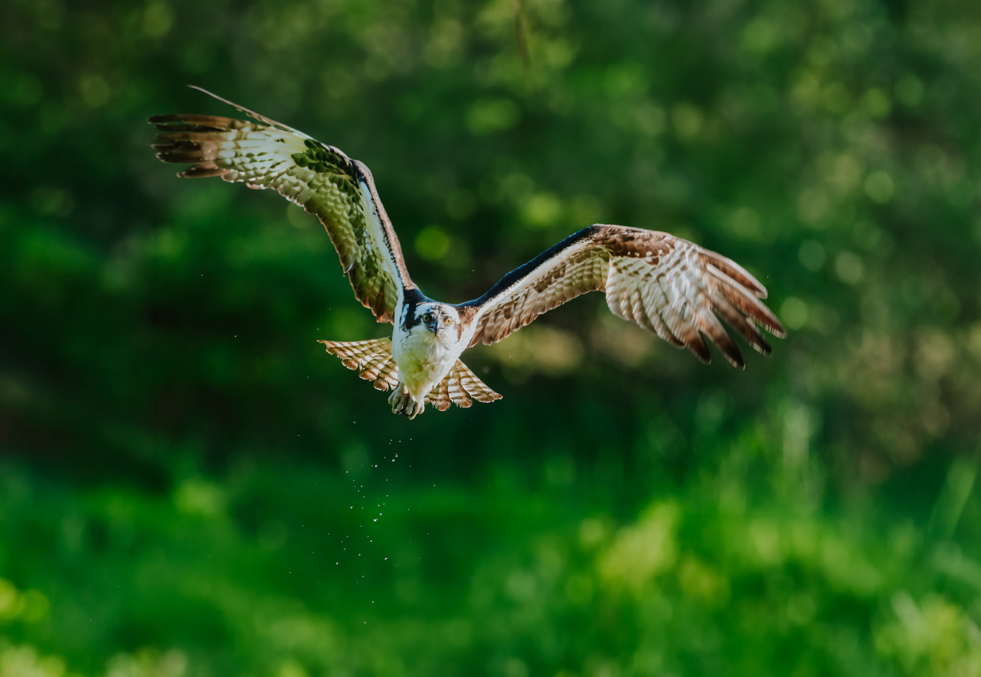 Osprey