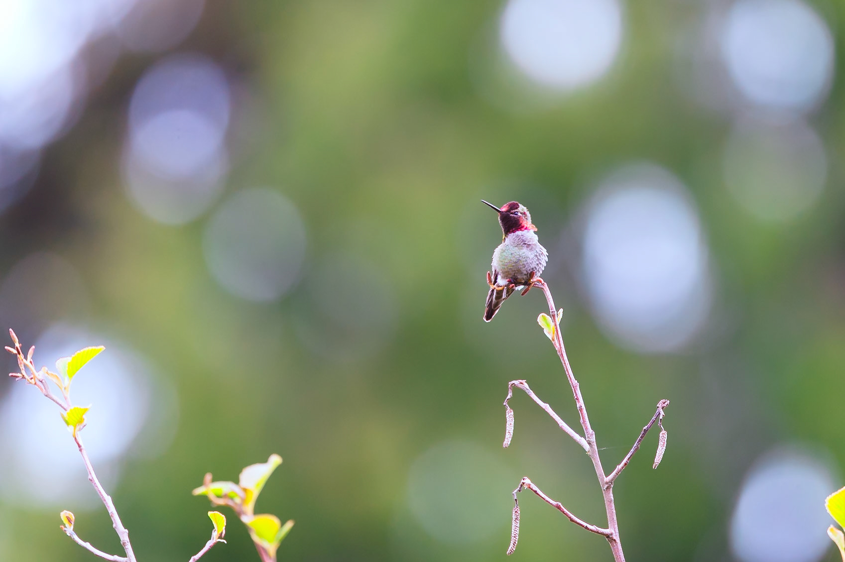 Anna's Hummingbird