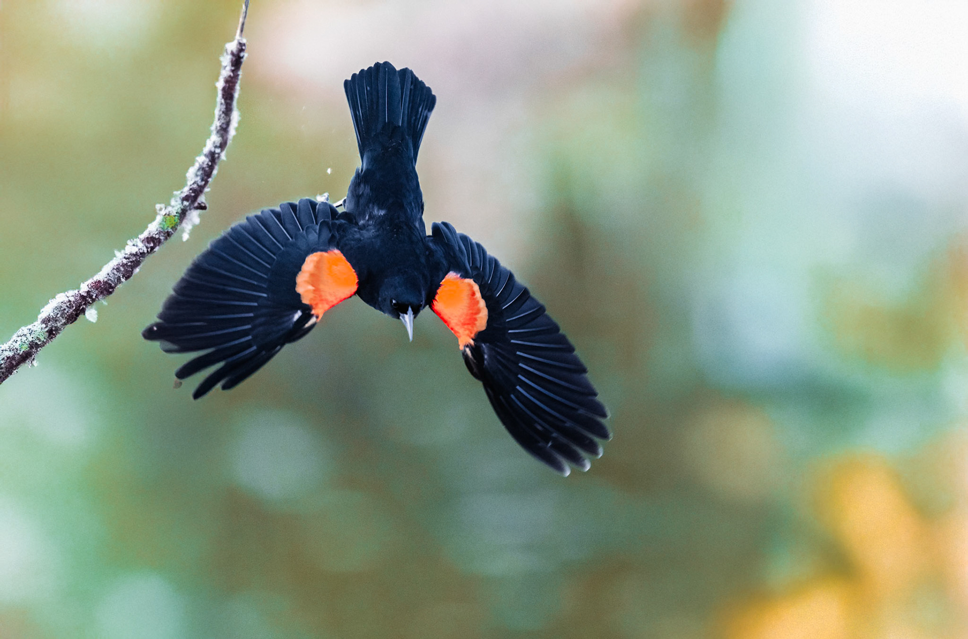 Red Winged Blackbird in flight