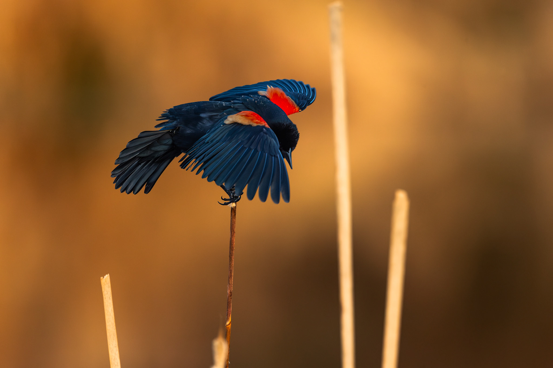 Redwinged Blackbird in flight