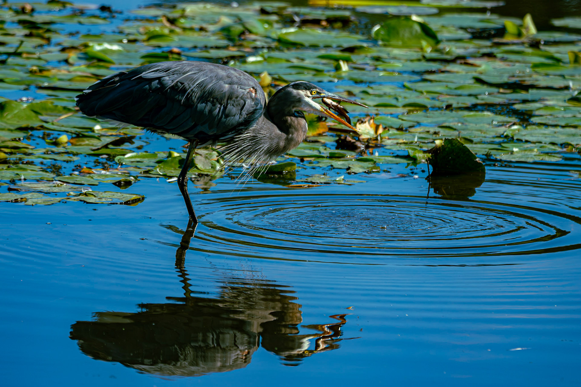 Great Blue Heron