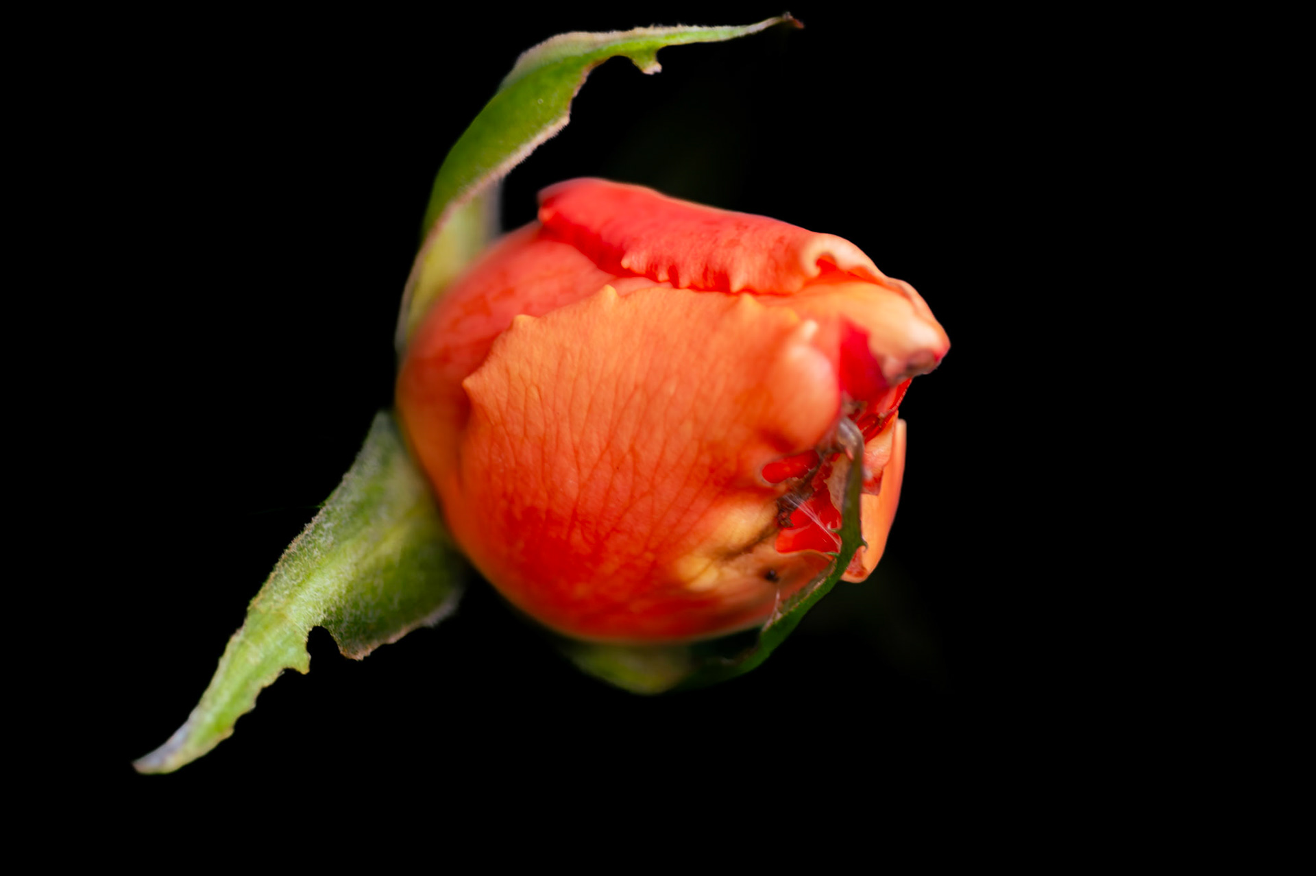 Rose Bud