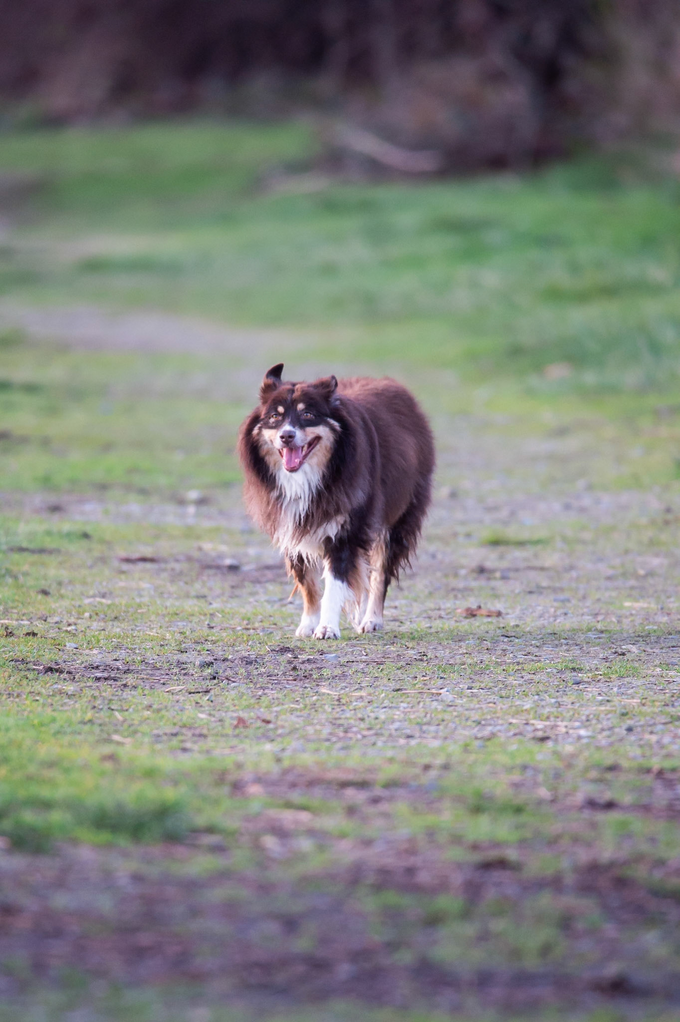 Dog