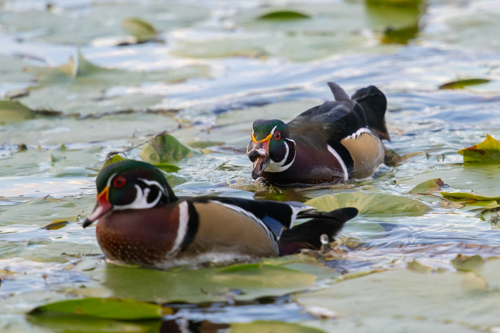 Woodducks