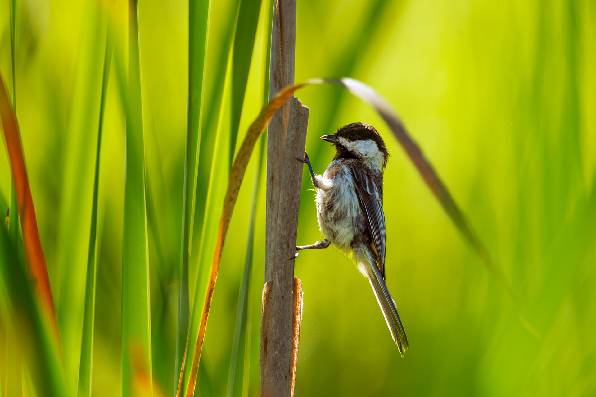 Black Capped Chickadee
