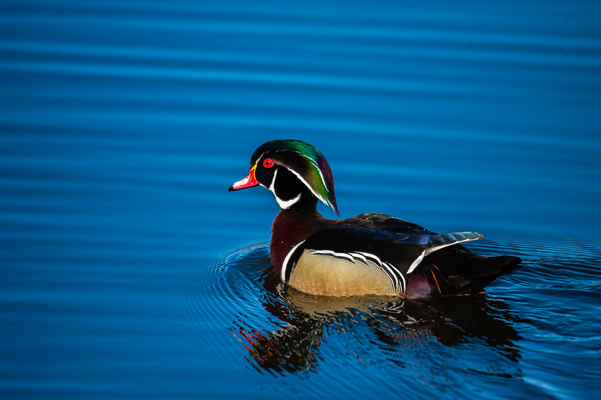Woodduck