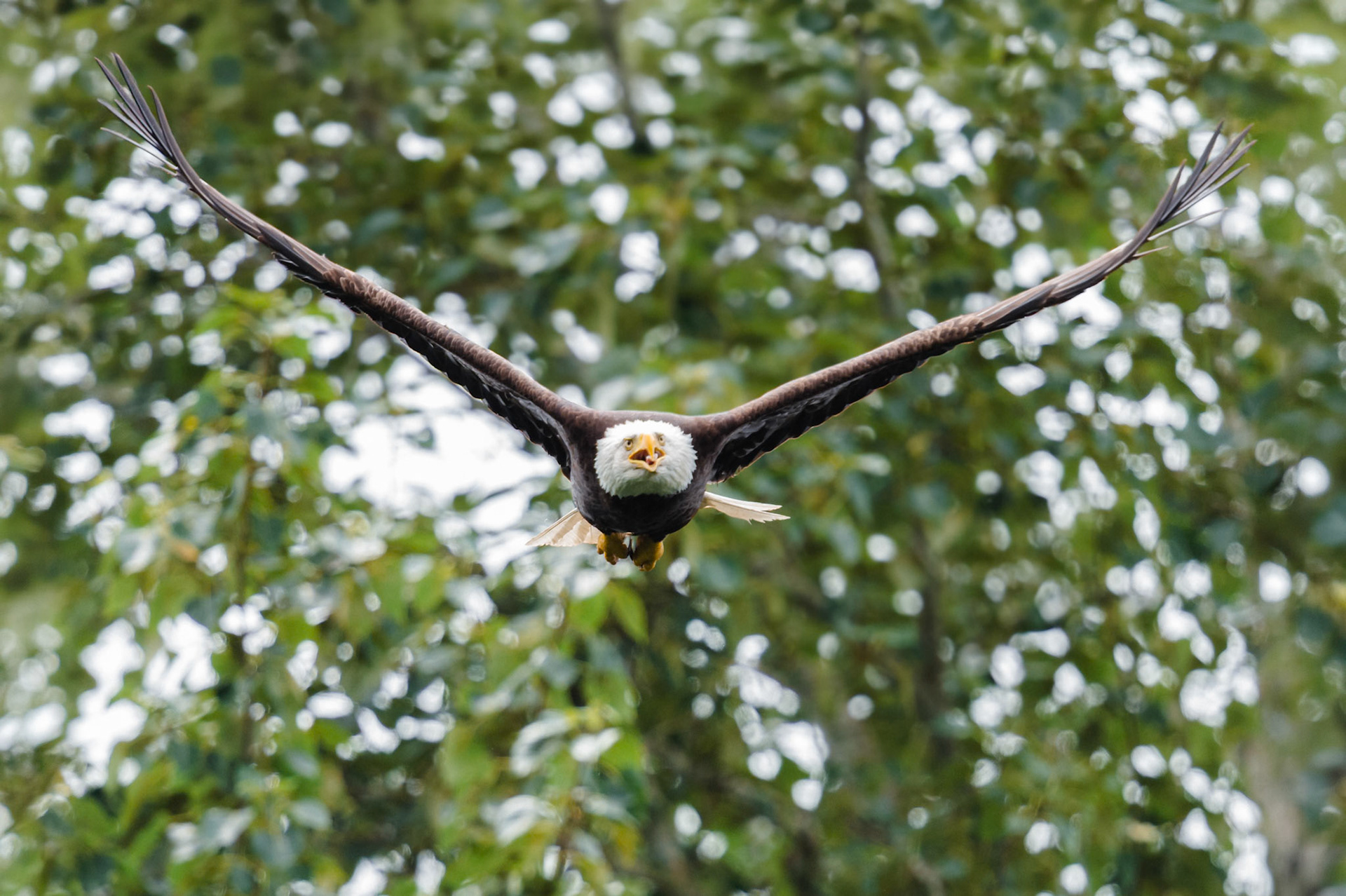 Bald Eagle in flight