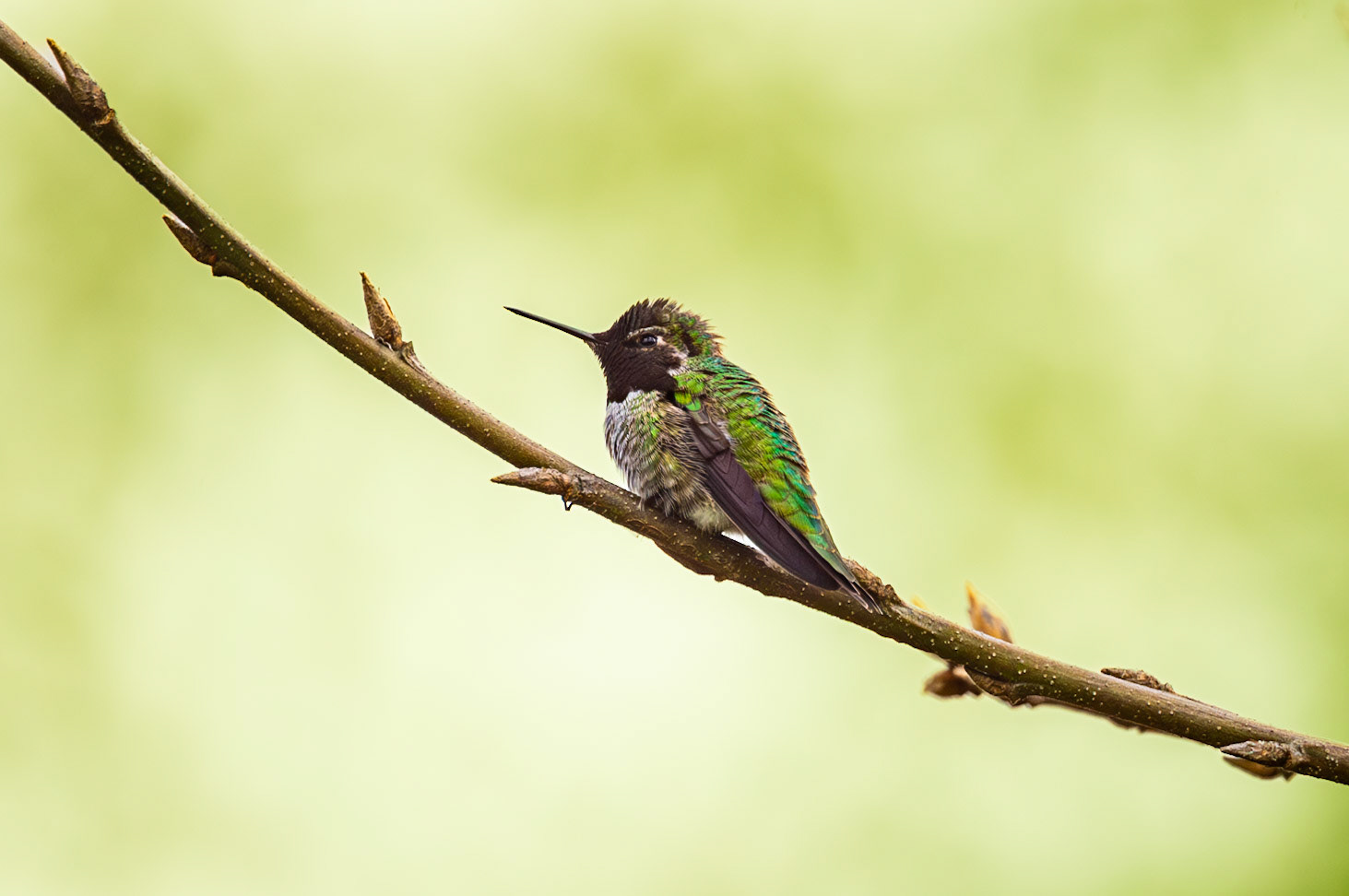 Anna's Hummingbird