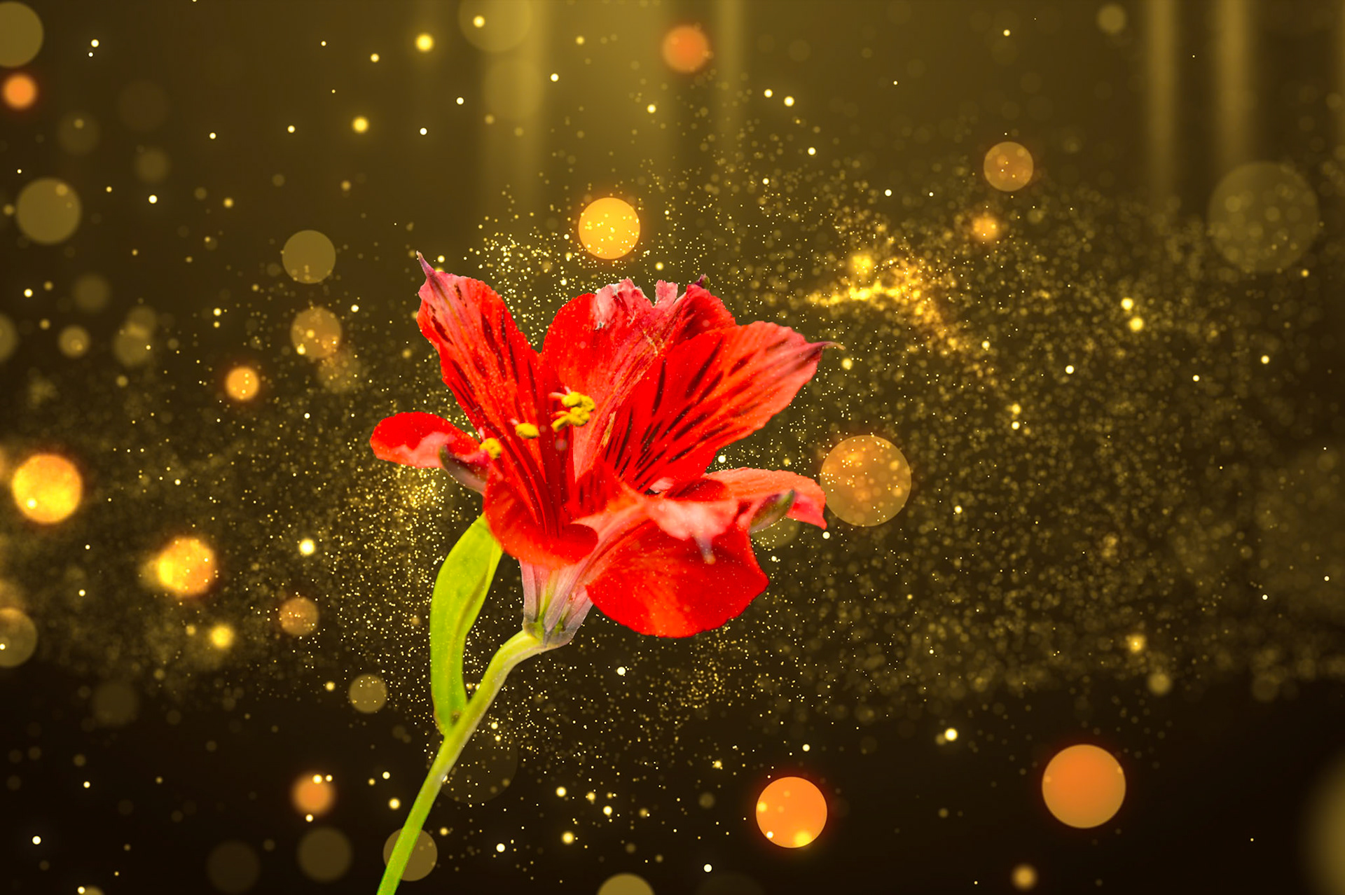 Composite with Peruvian Lily (Lily of the Incas)