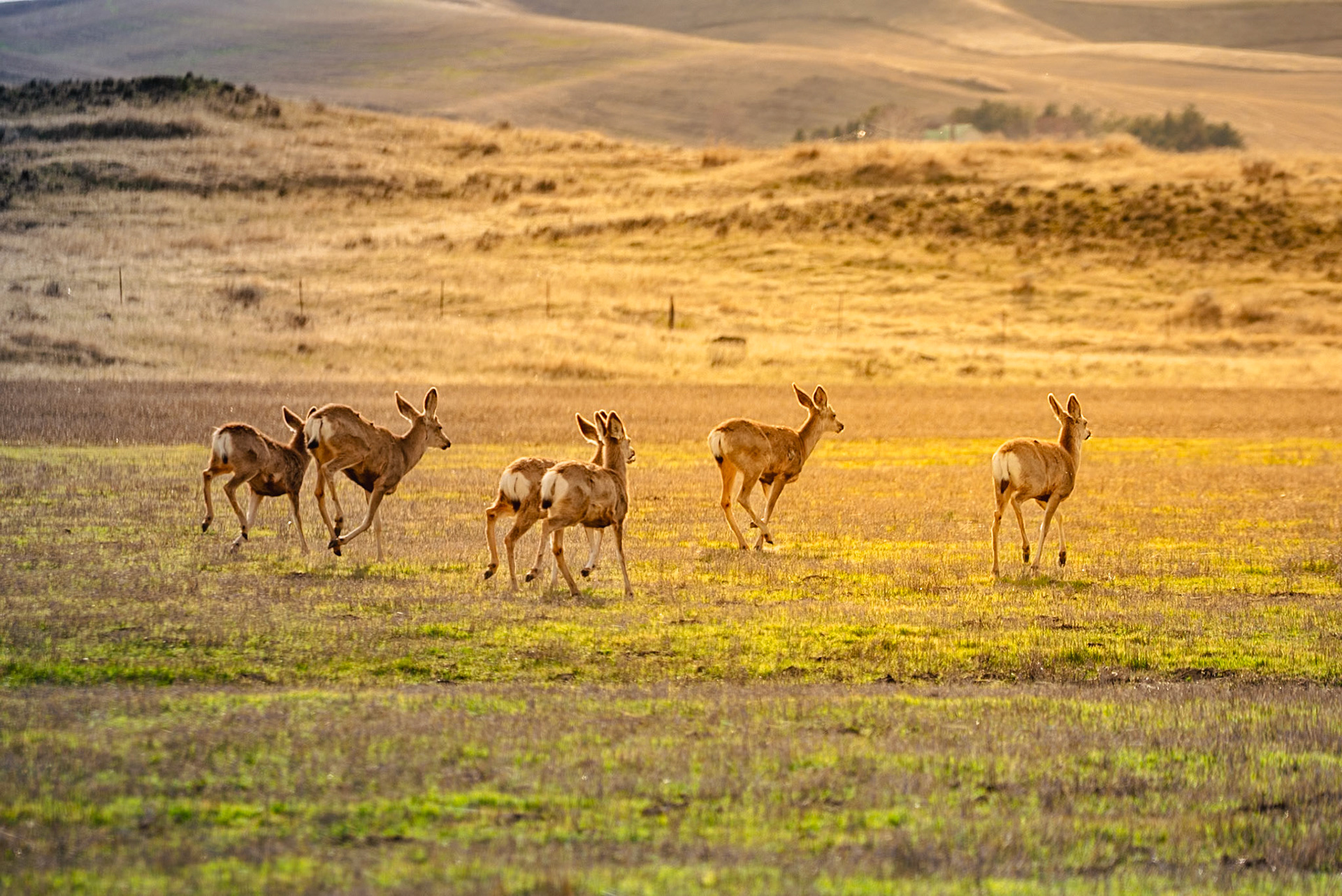 Deers