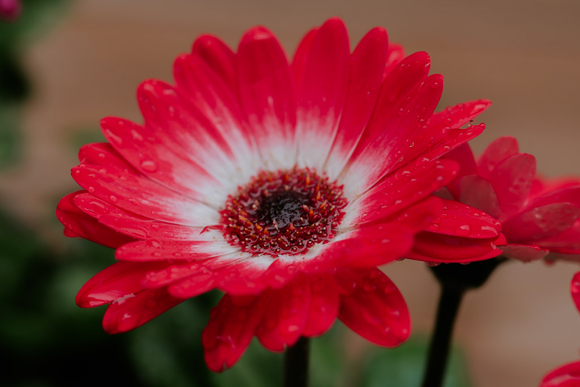Gerbera Daisies