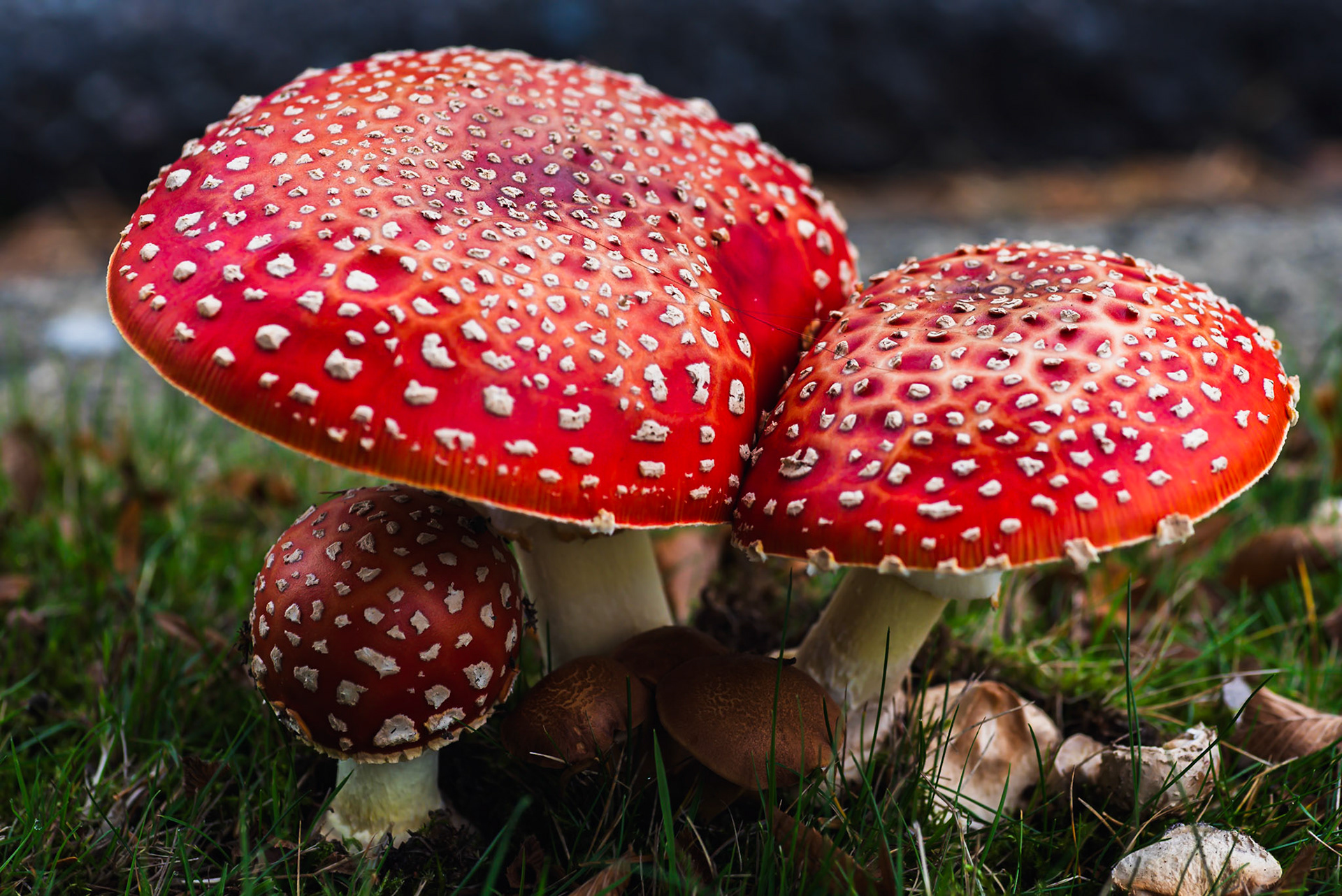 Mushrooms
