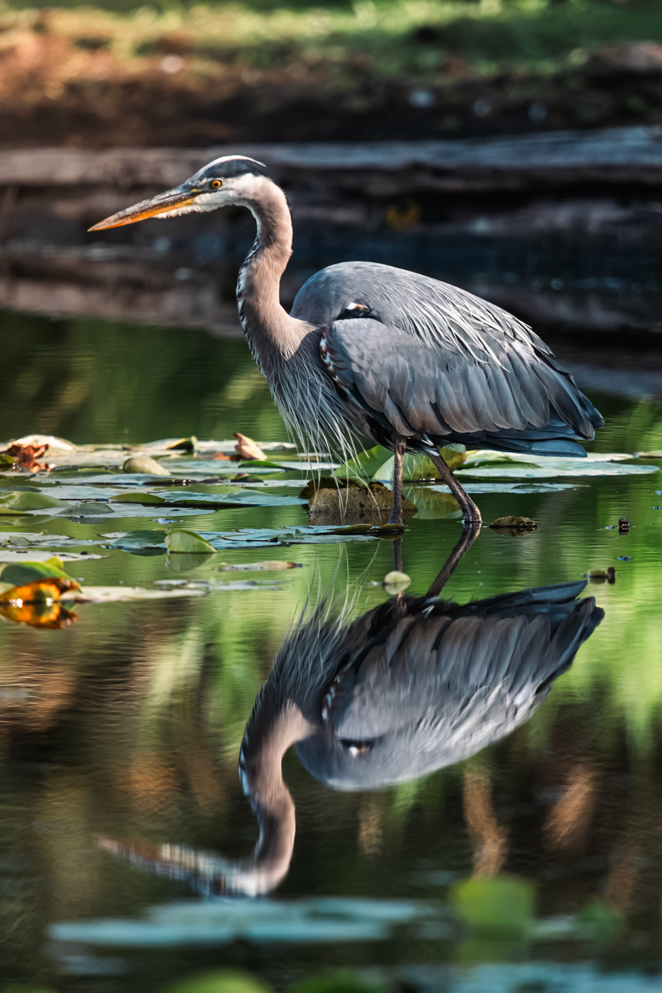 Great Blue Heron