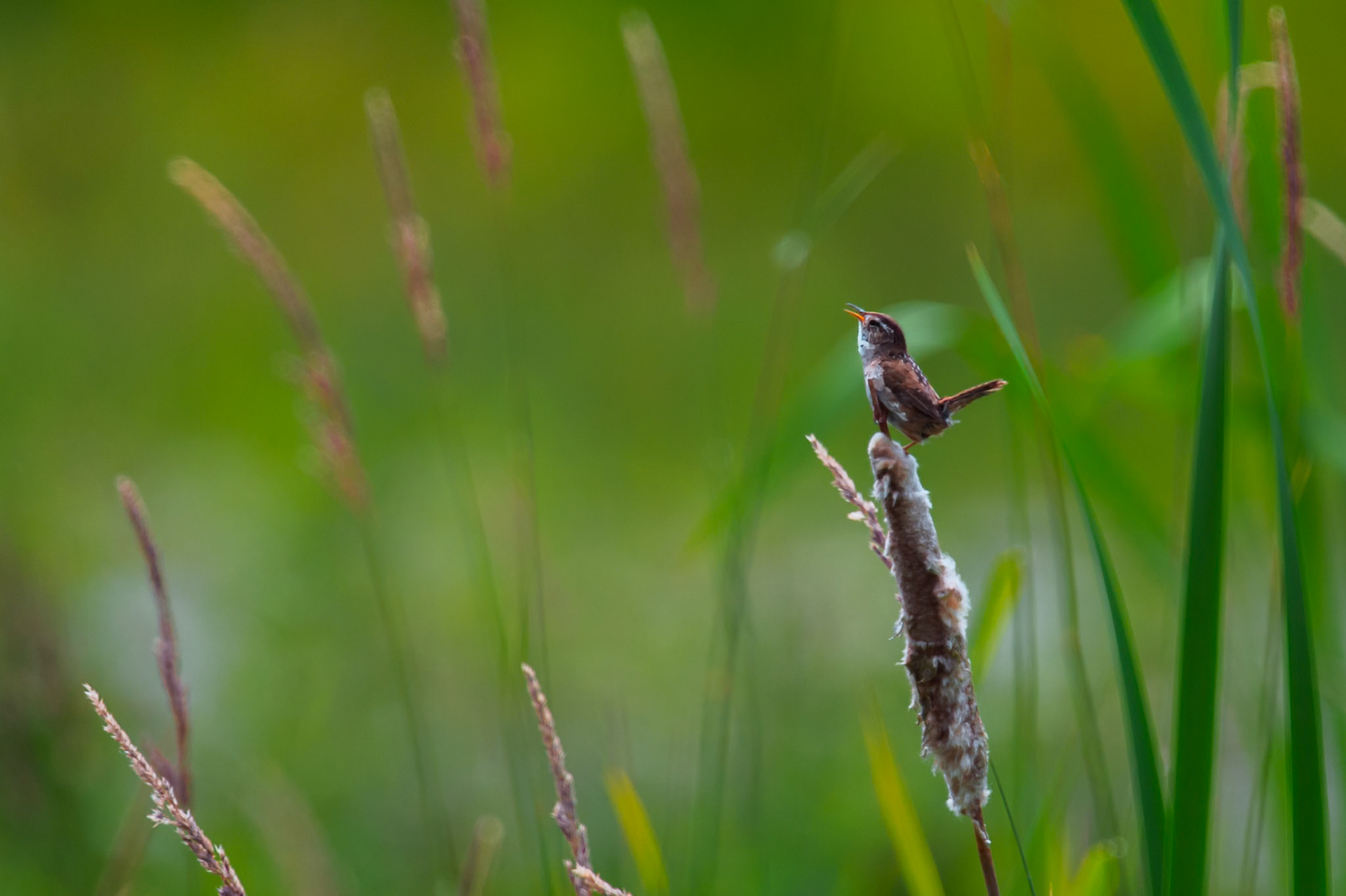 Marsh Wren