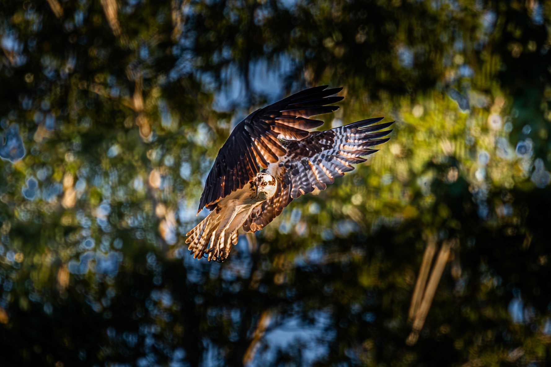 Osprey in hover