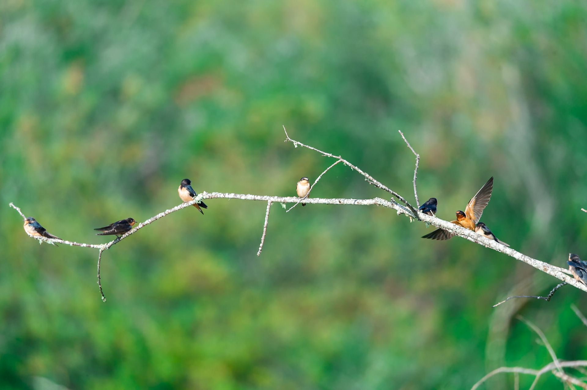 Barn Swallows