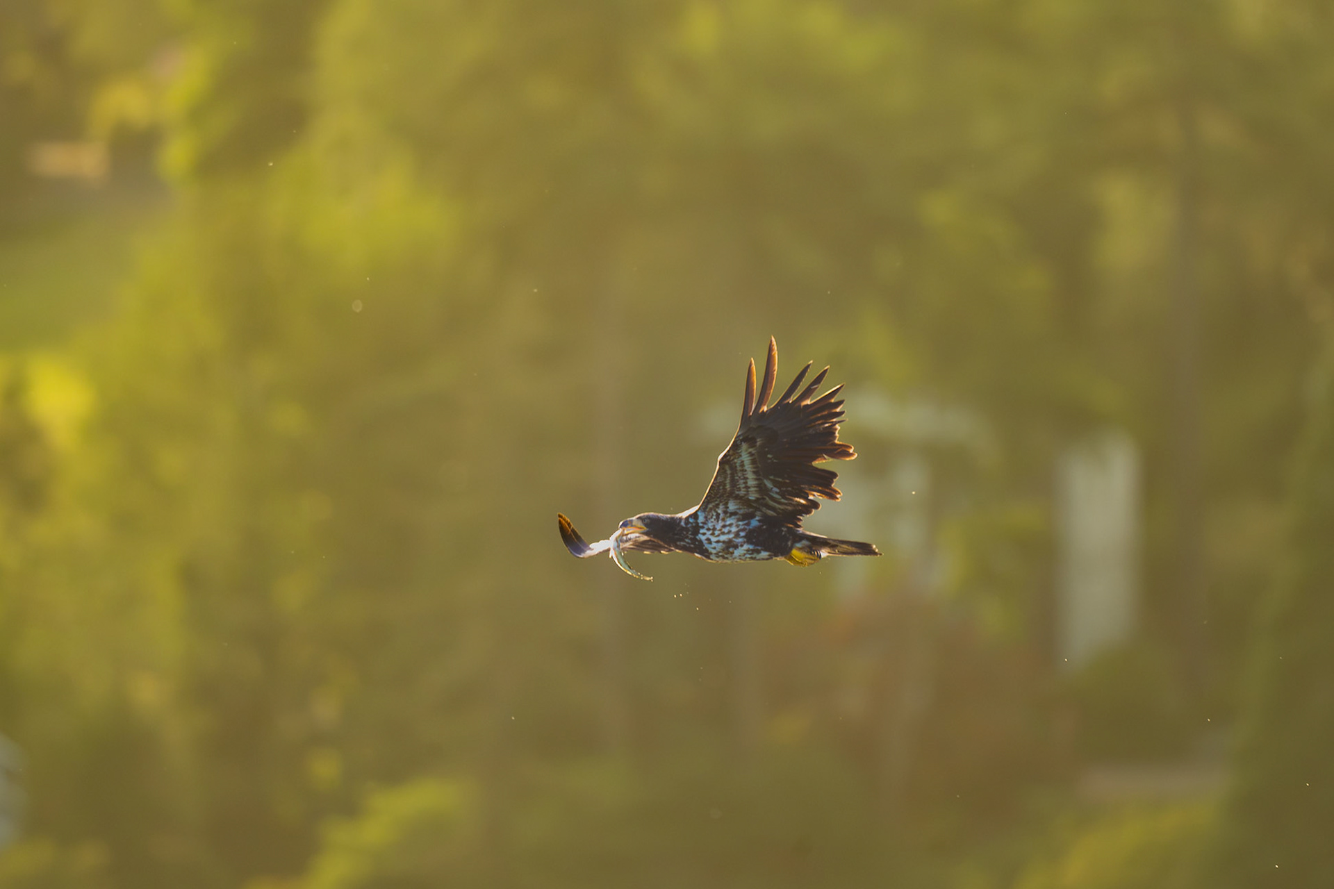 Bald Eagle with a fish