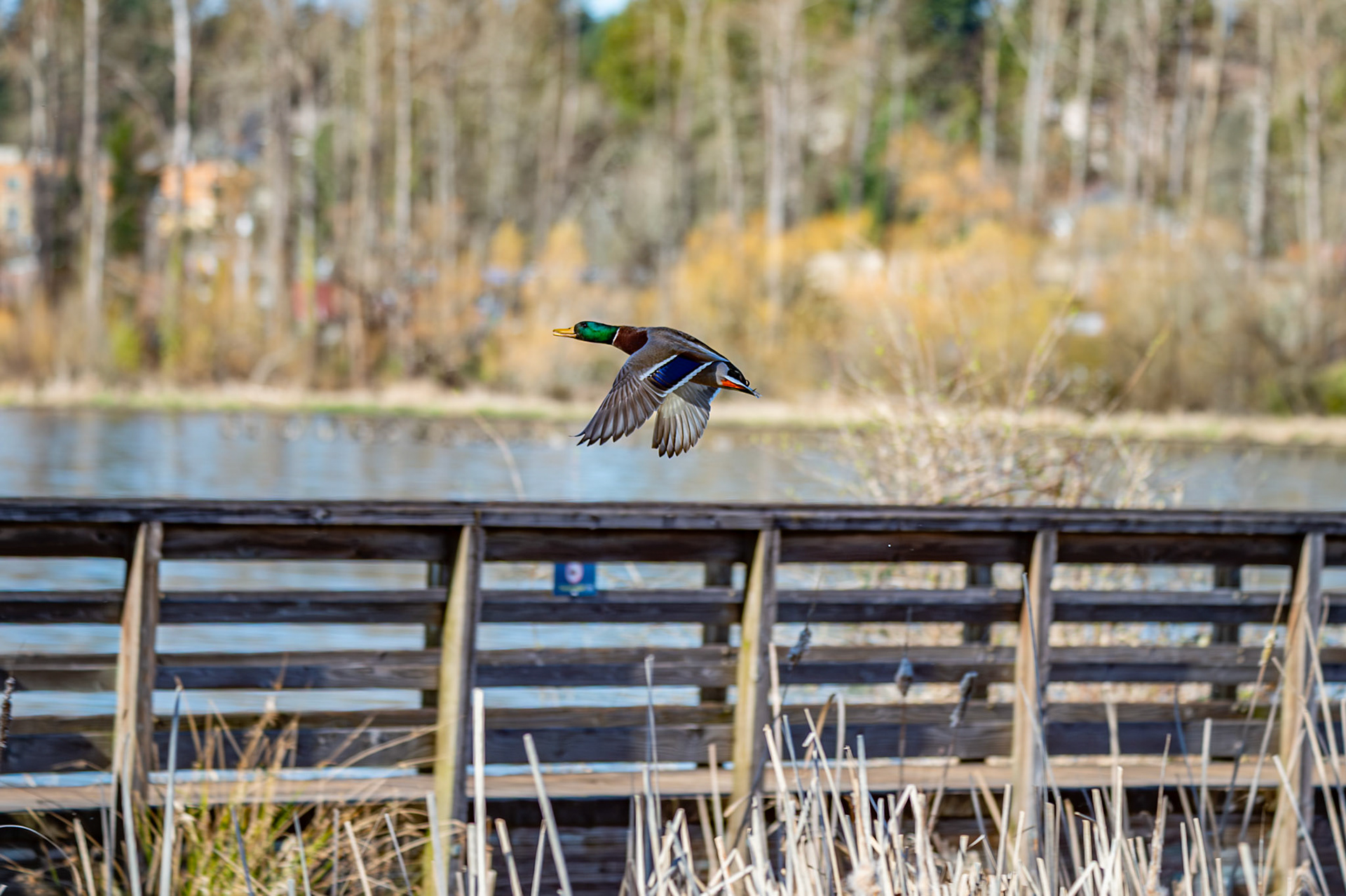 Mallards in flight