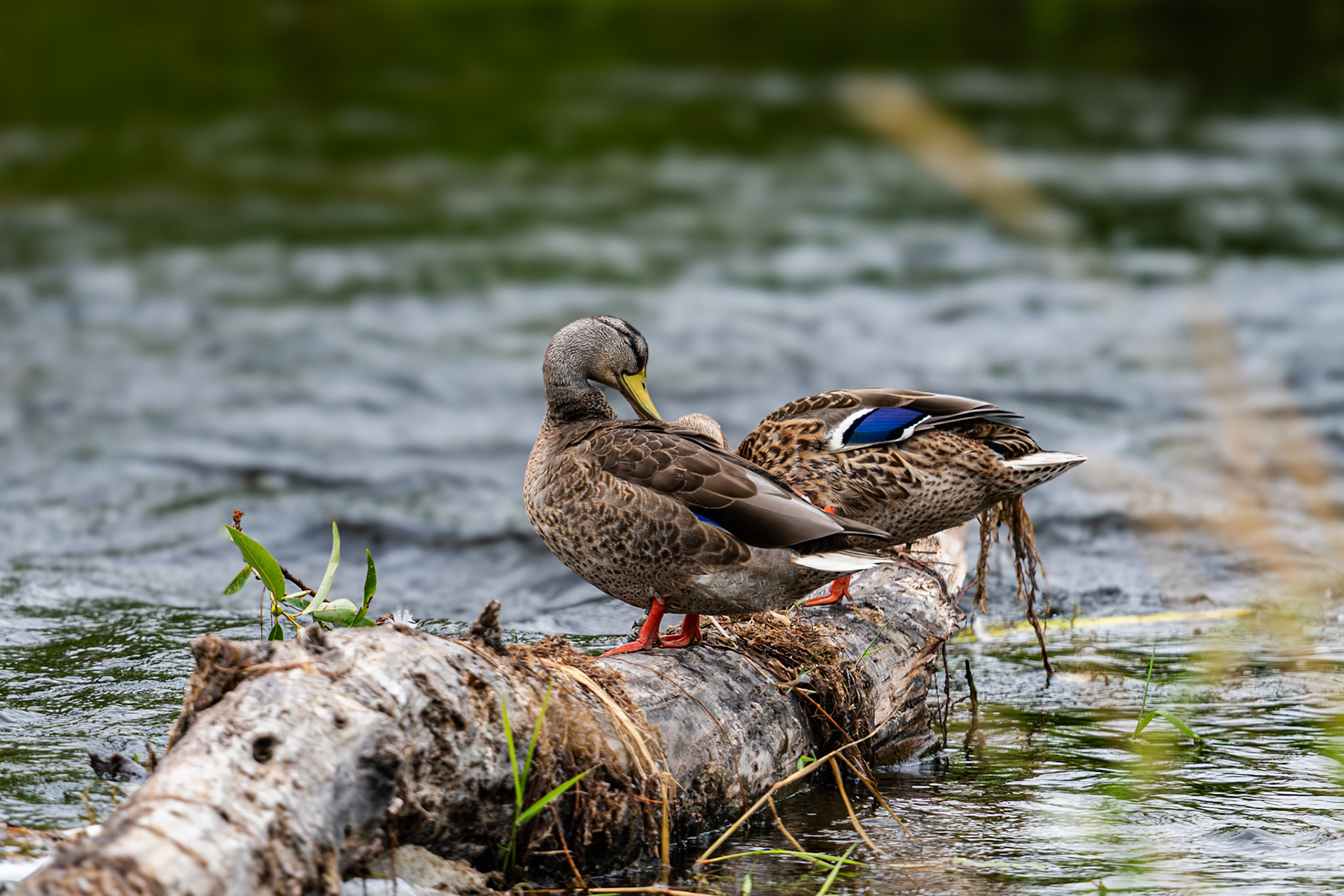 Female Mallards