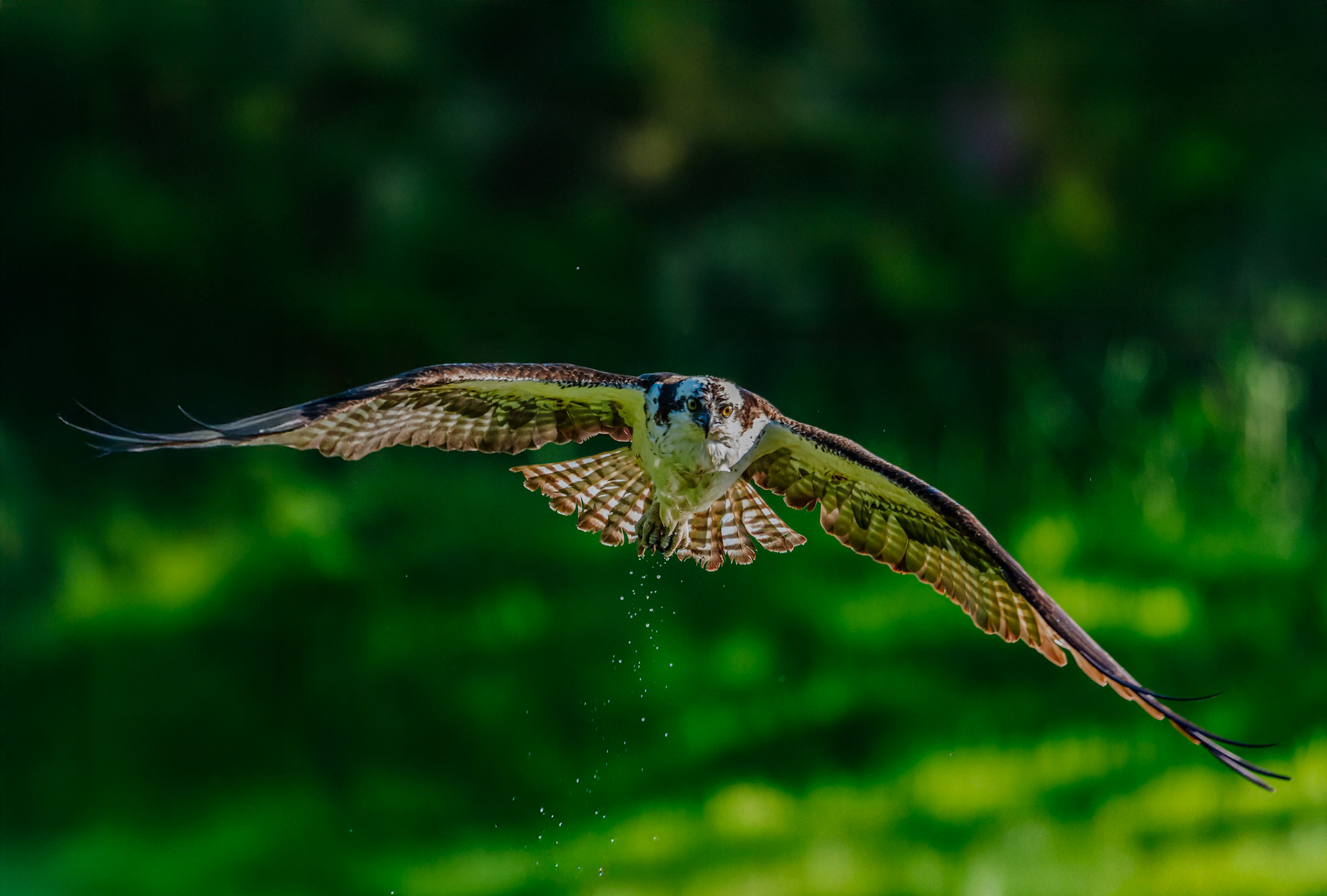 Osprey