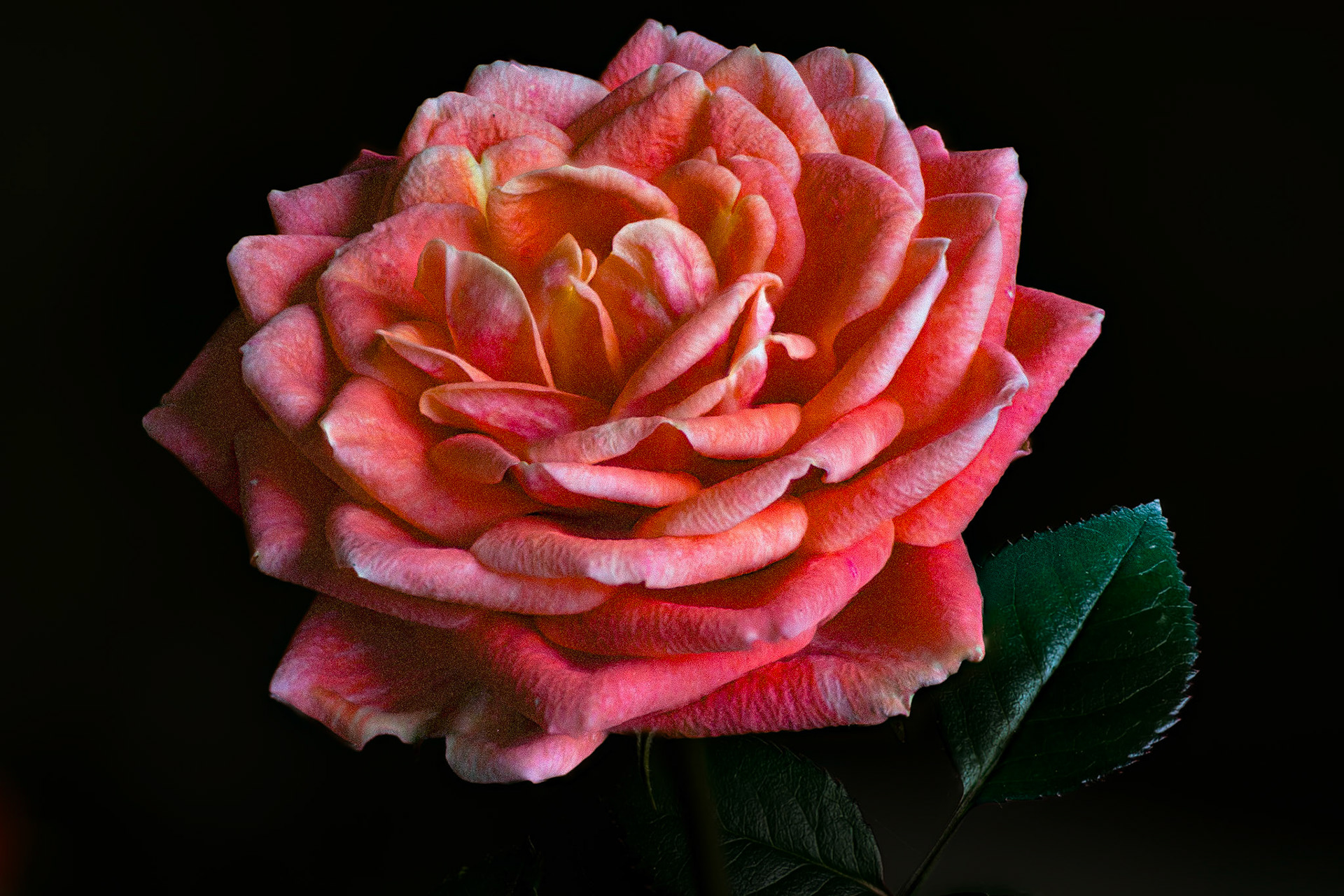 Mini Rose