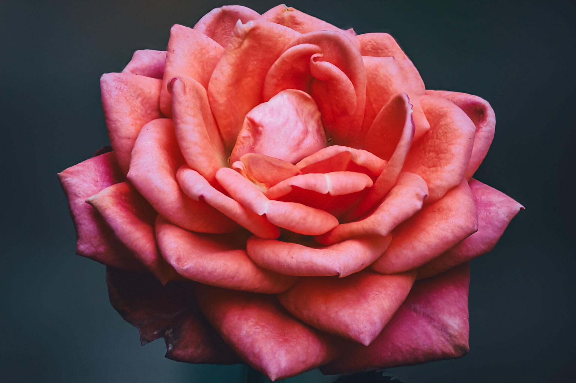 Mini Rose