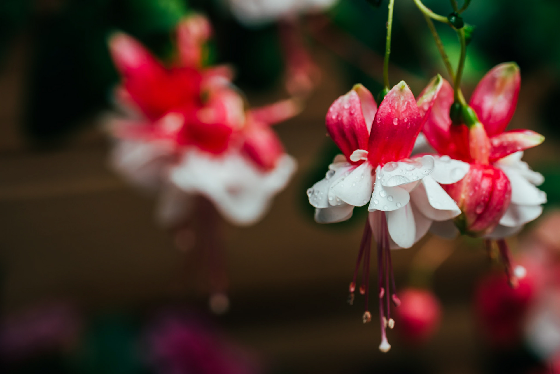 Fuchsia