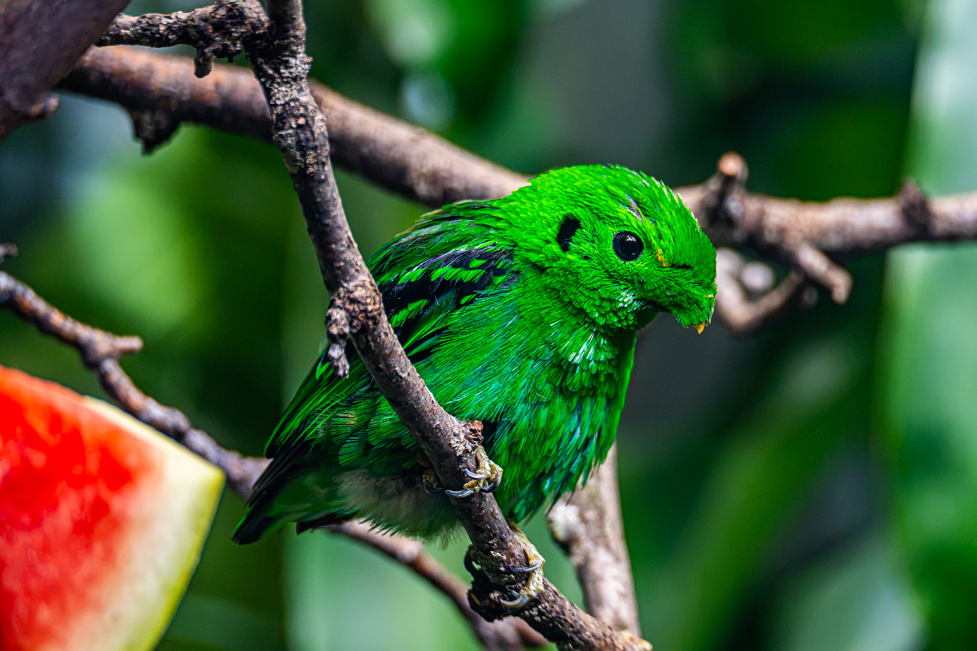 Green Broadbill
