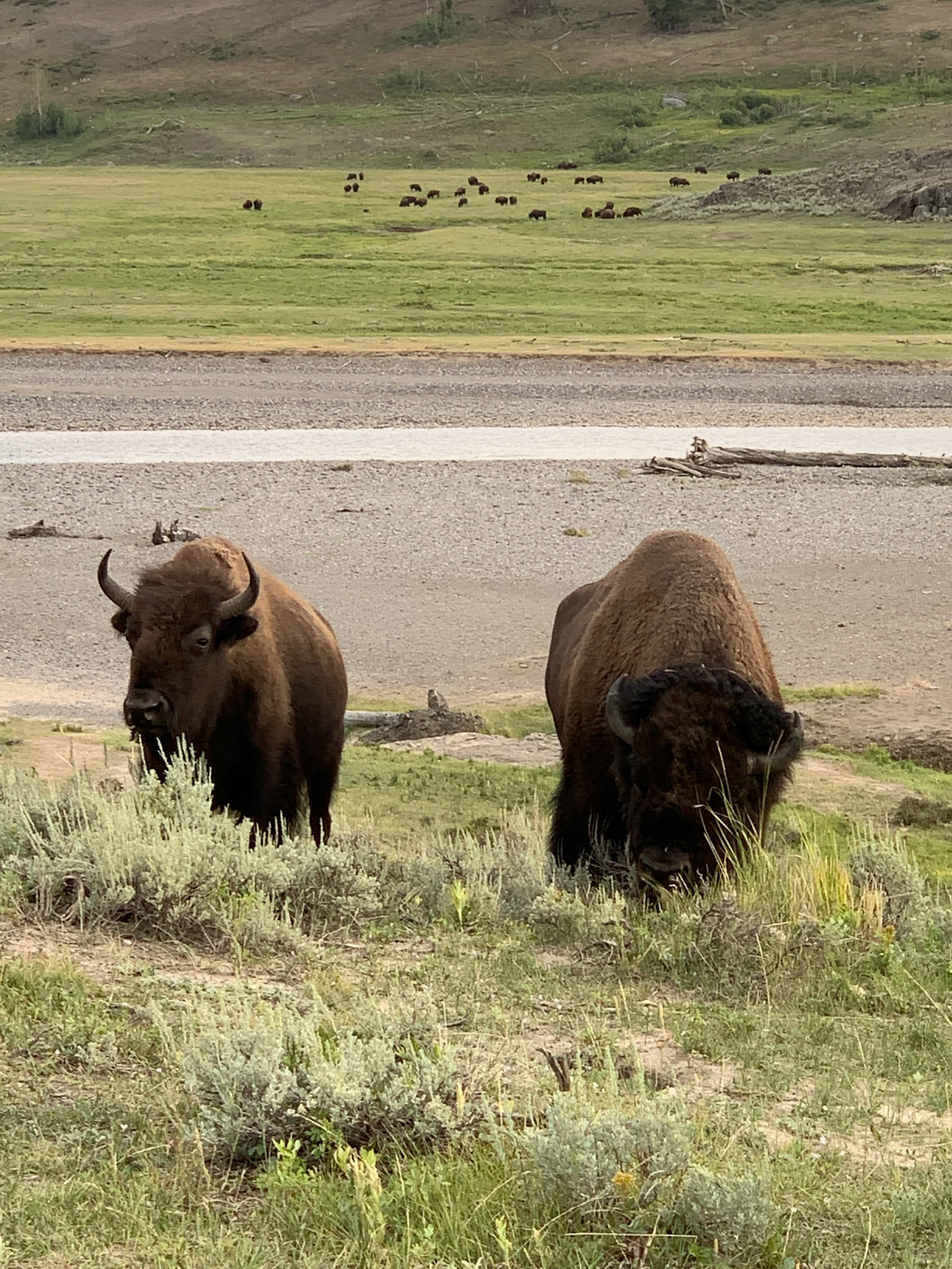 Bisons in Yellowstone