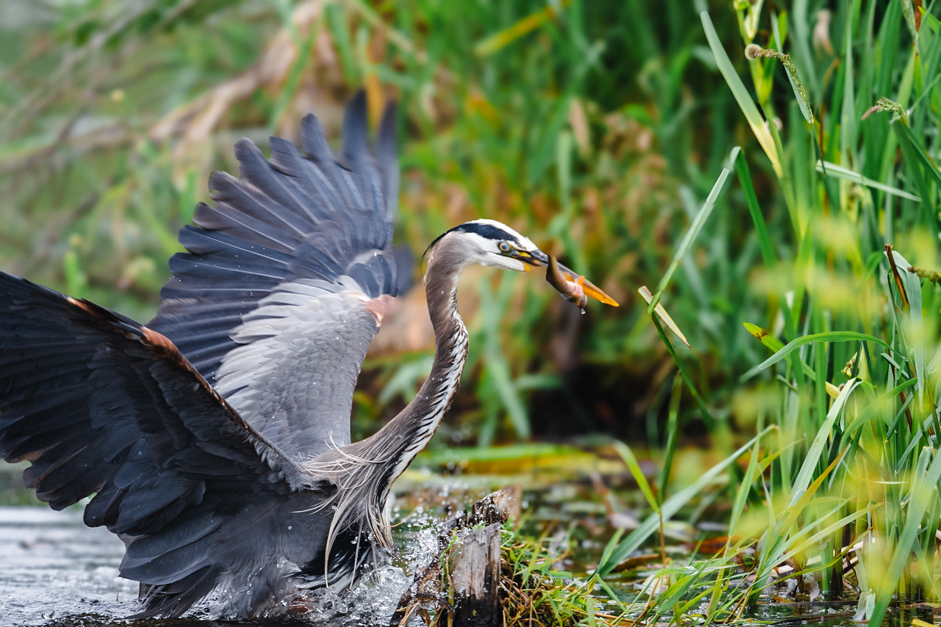 Heron with a fish