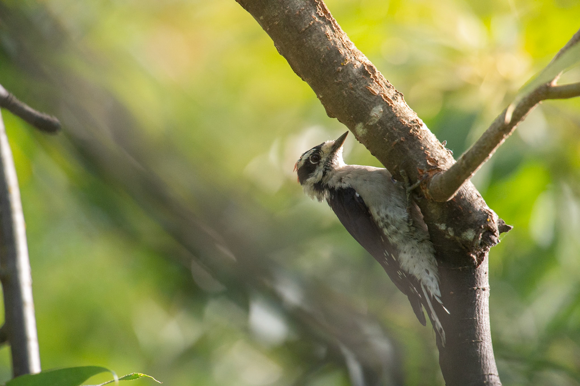 Downy Woodpecker