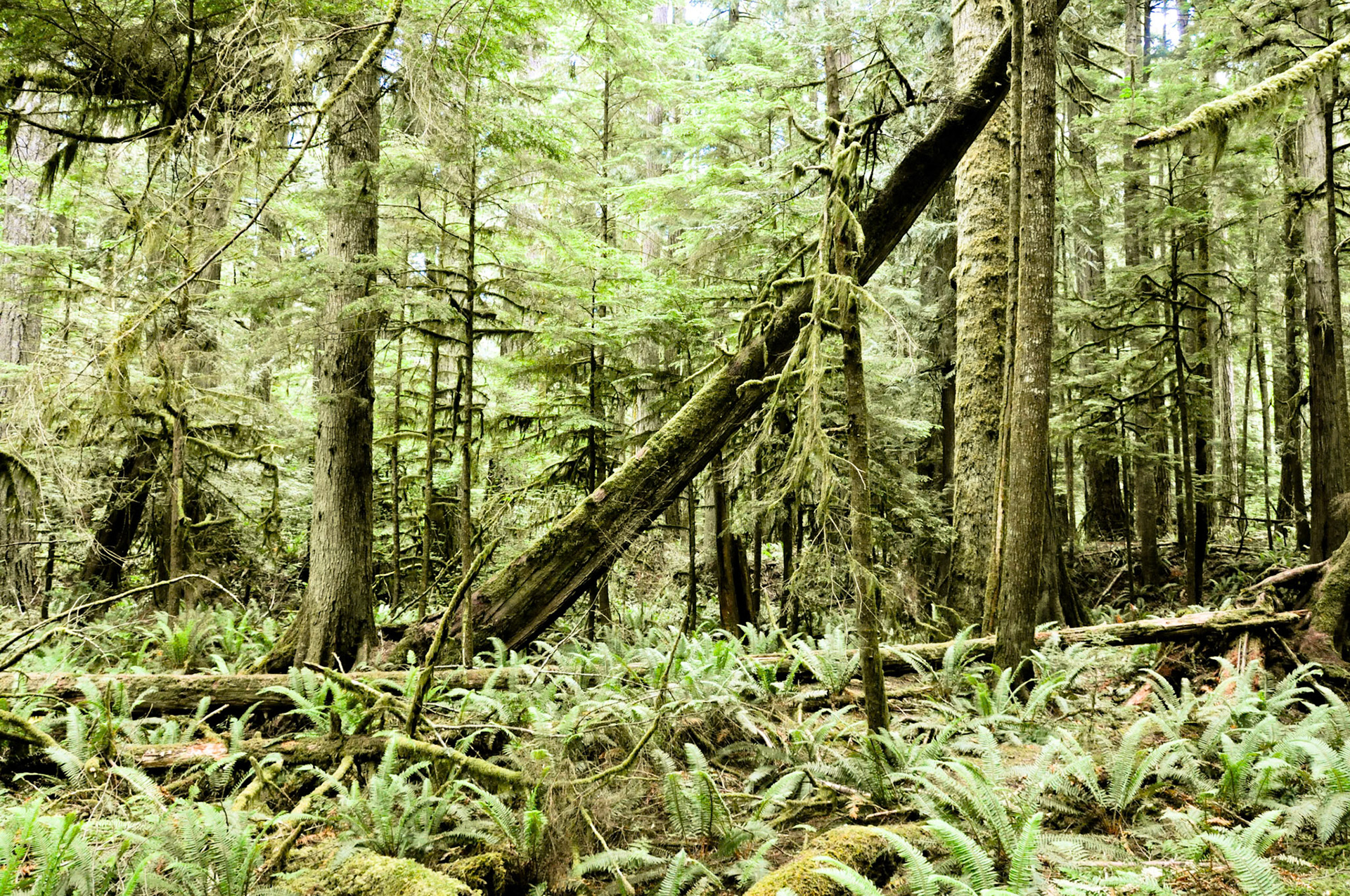 Olympic National Park