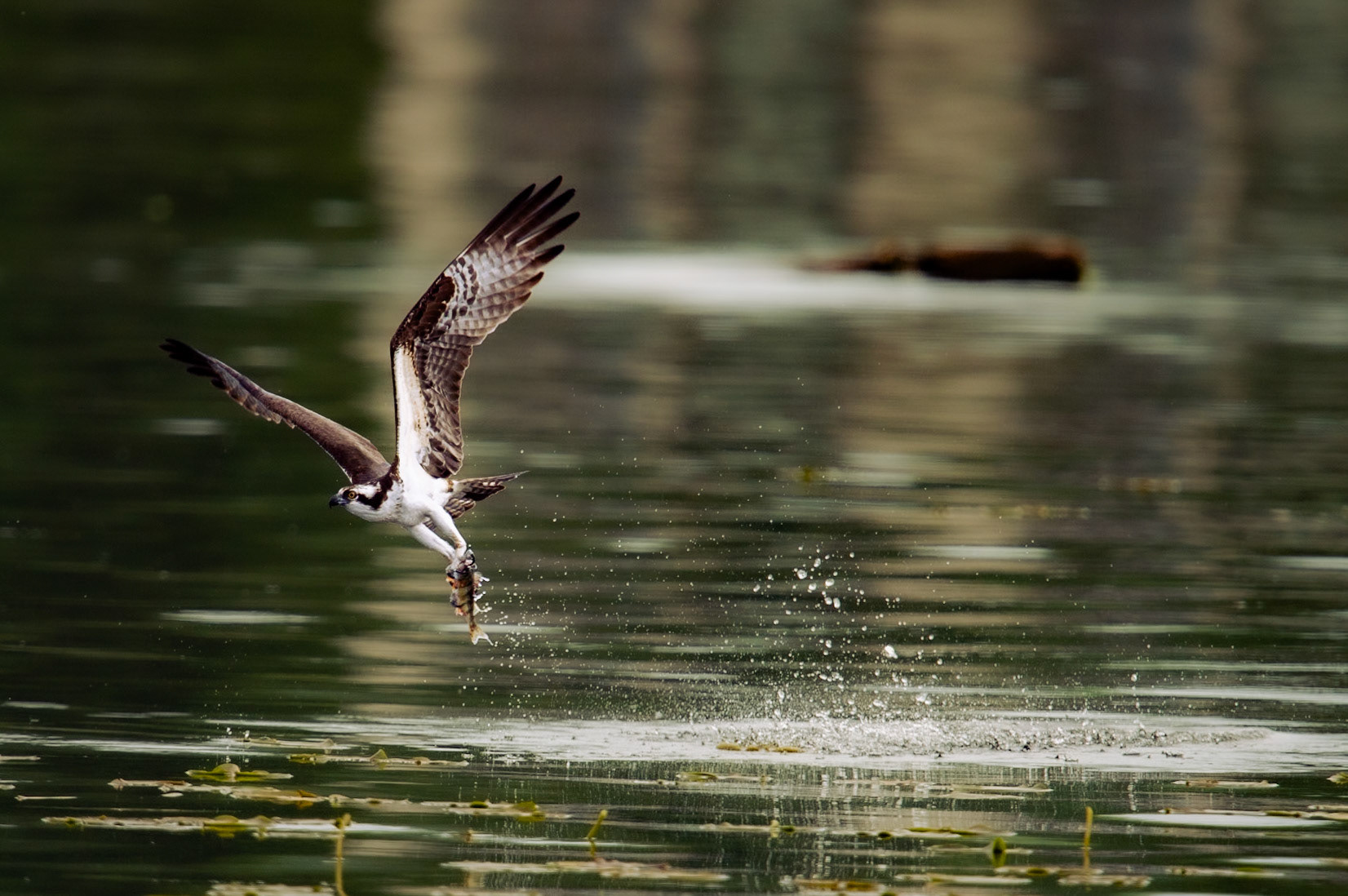 Osprey hunting