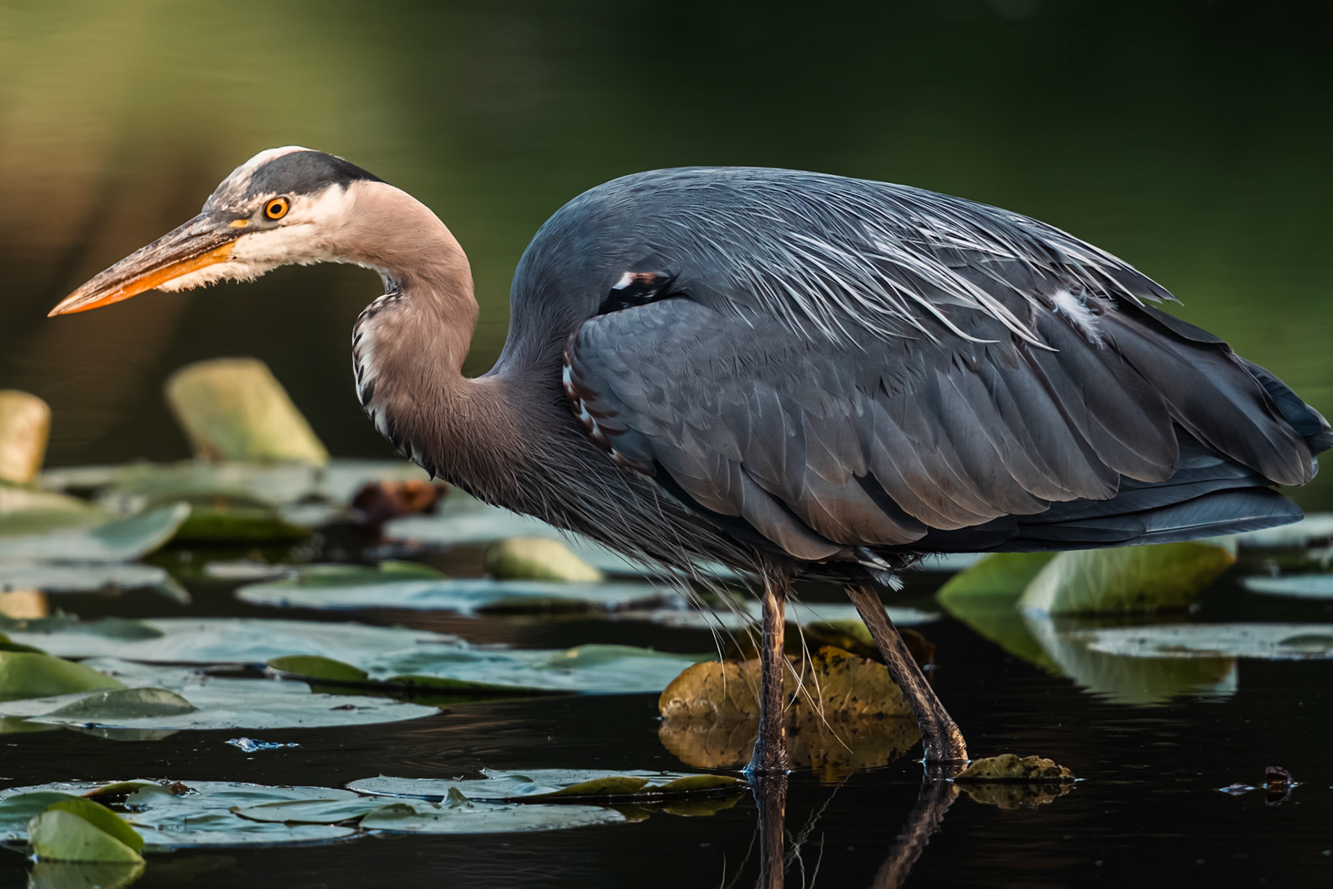 Great Blue Heron