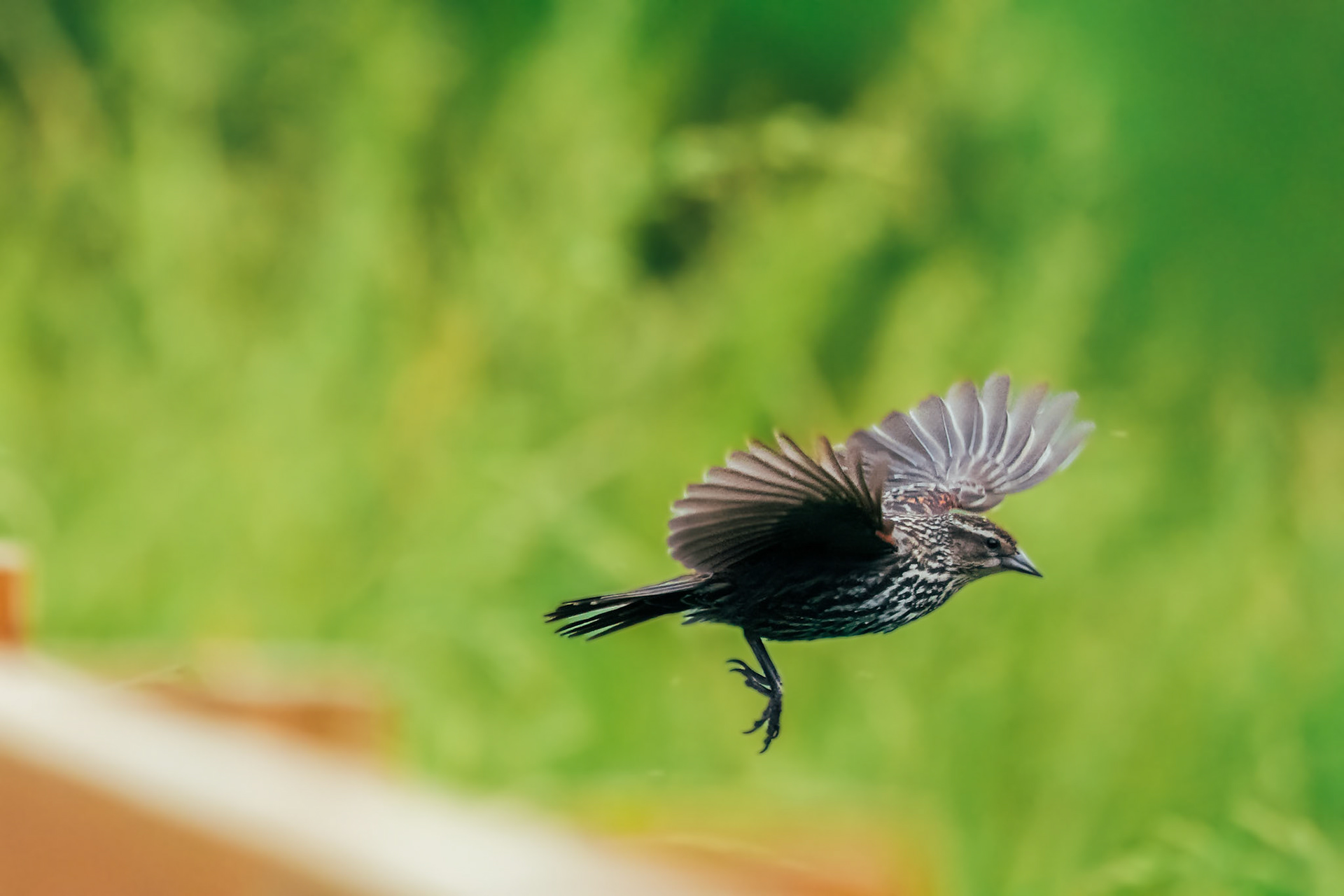 Red Winged Blackbird in flight