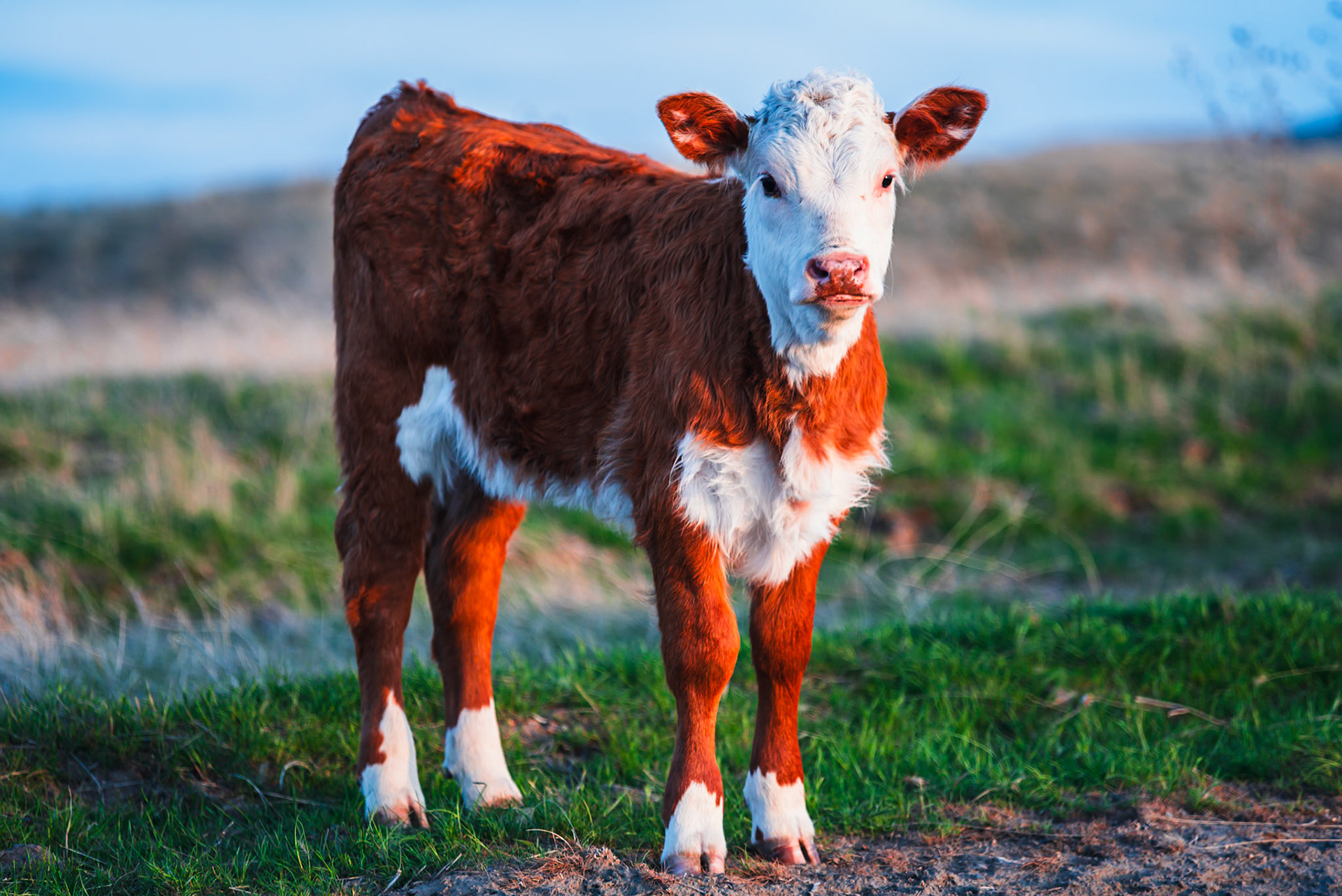 Cow Calf