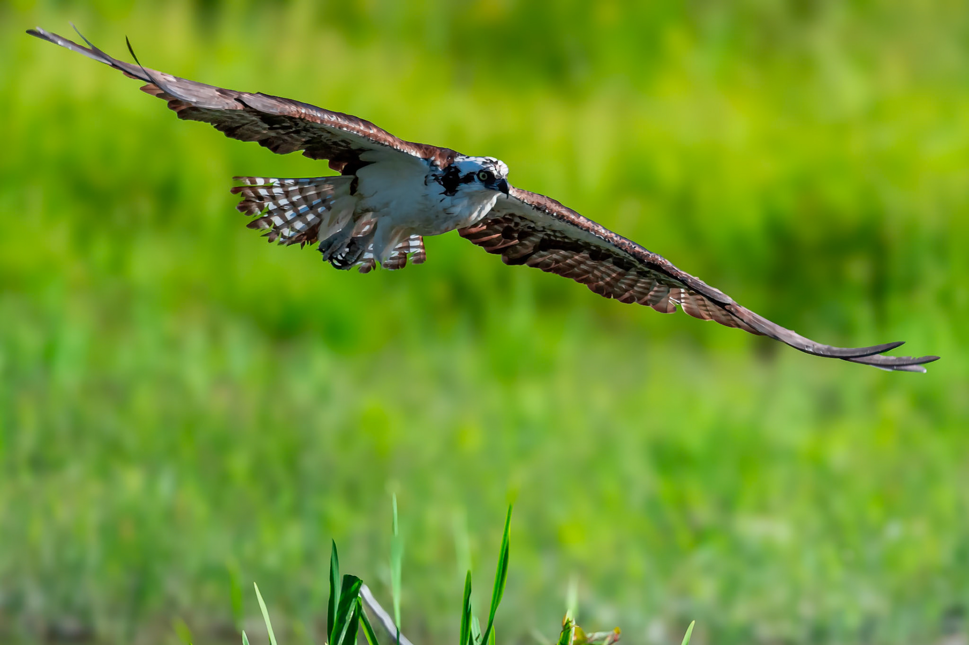 Osprey in flight