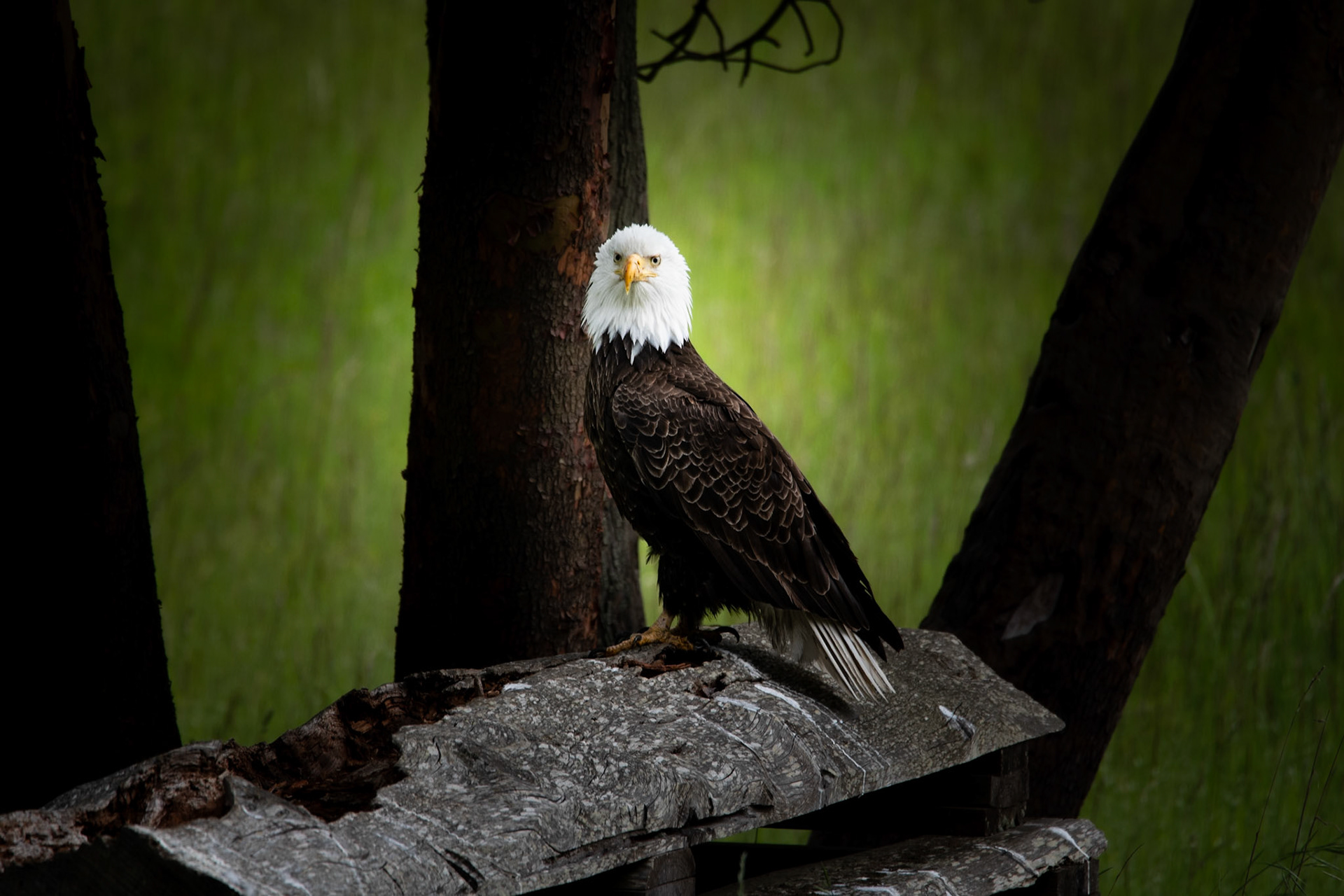 Bald Eagle