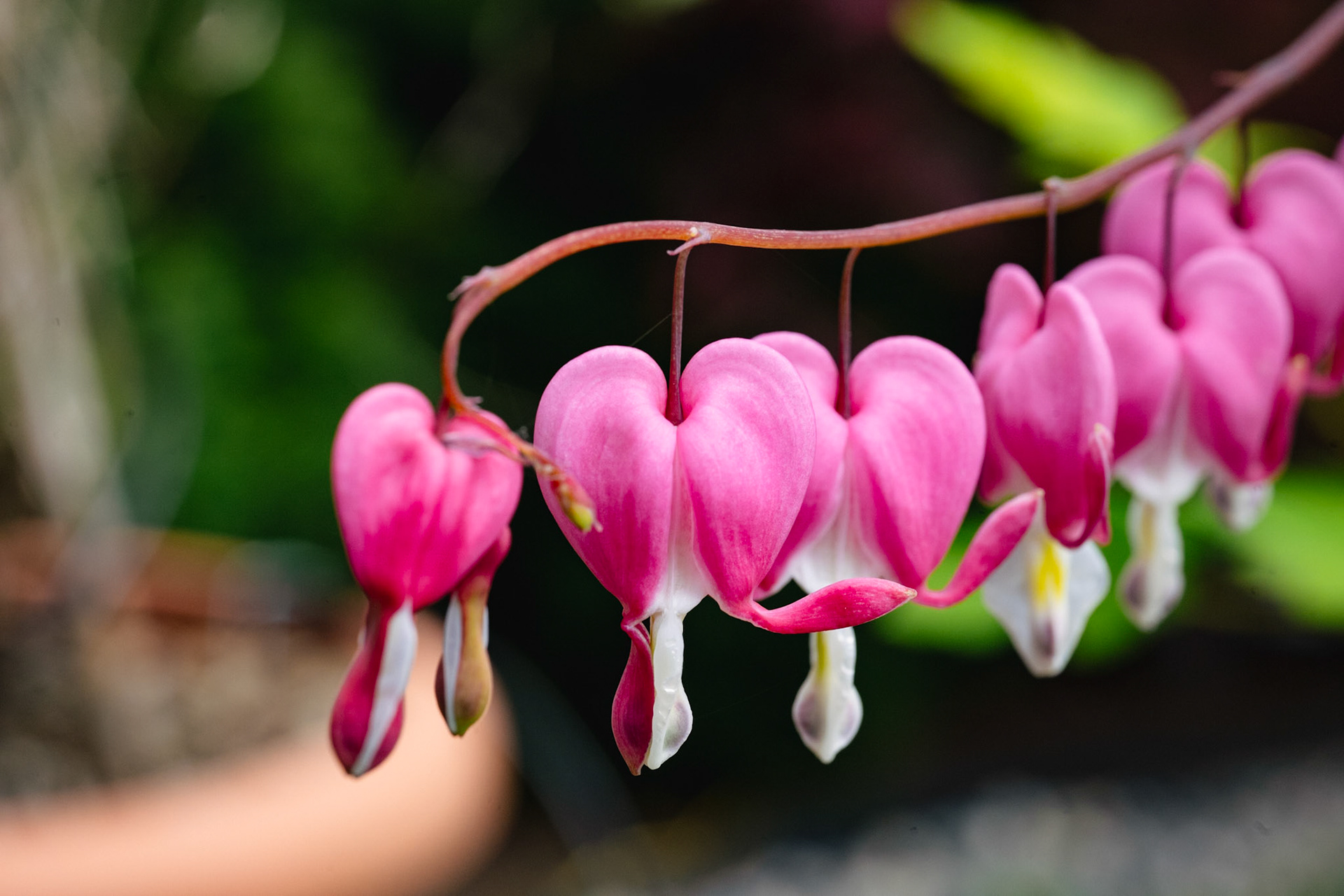 Bleeding Heart
