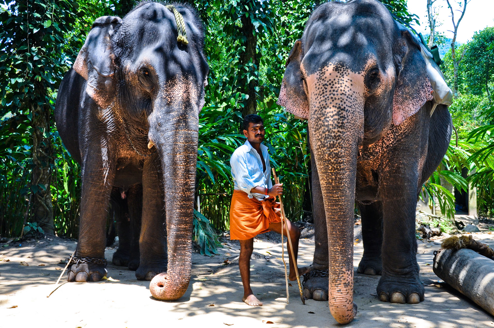 Elphants in Thekkady