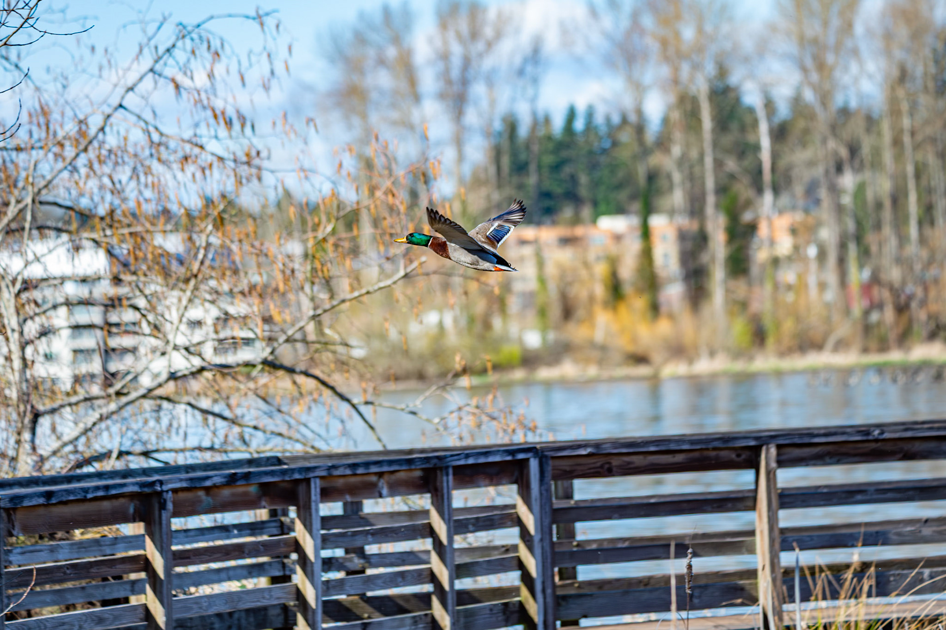 Mallards in flight