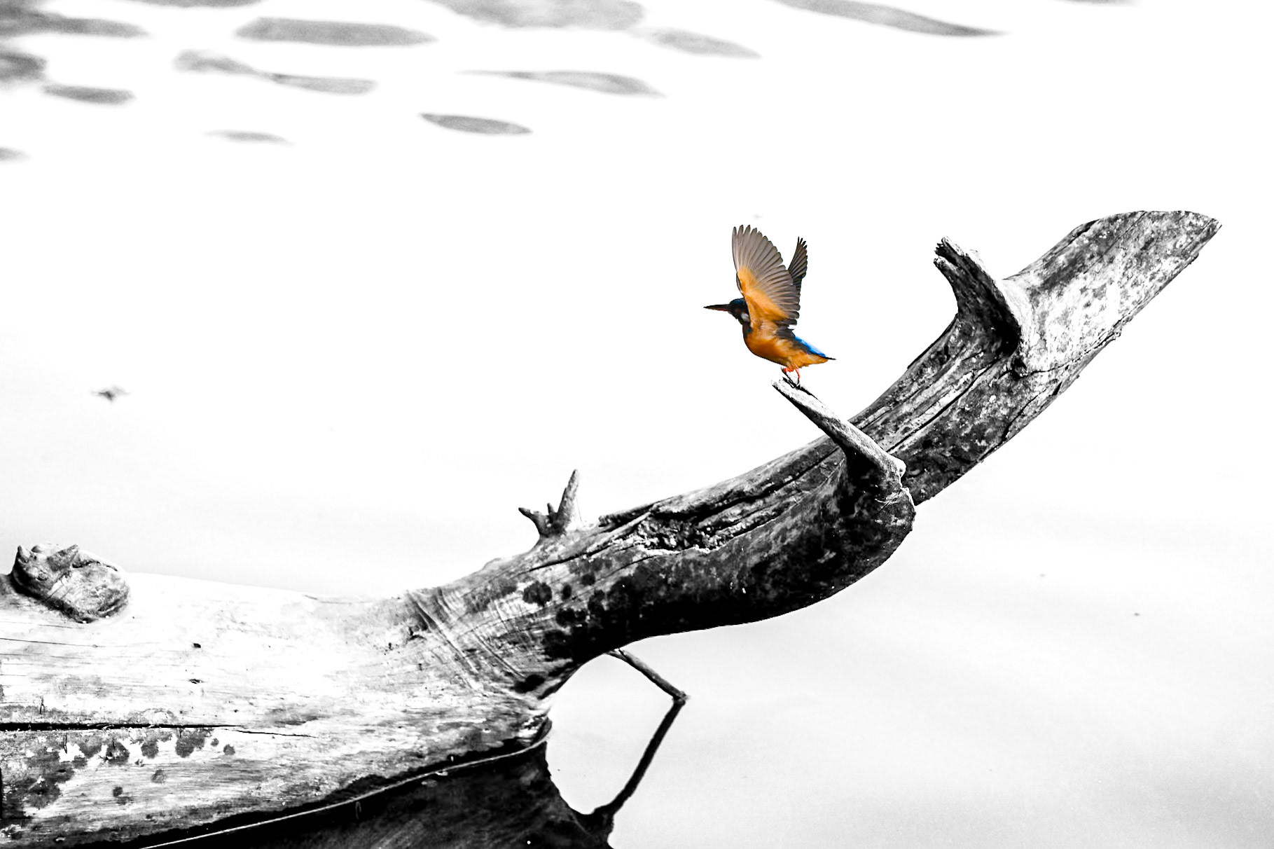 Kingfisher
