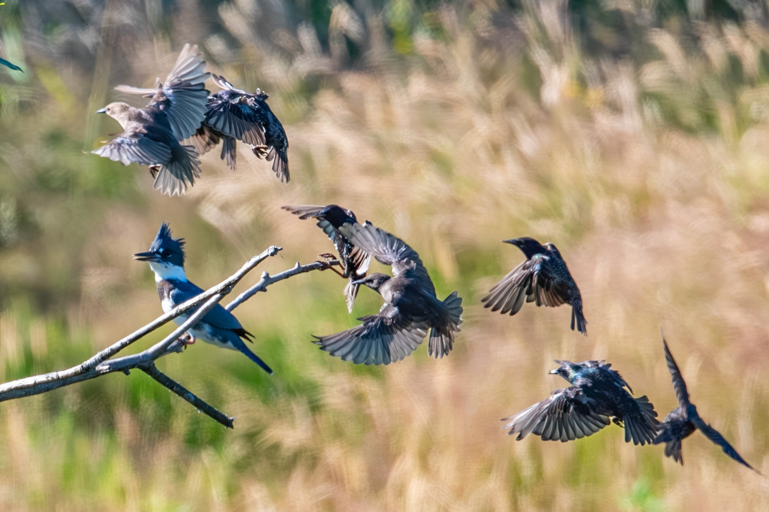 Attack of Starlings