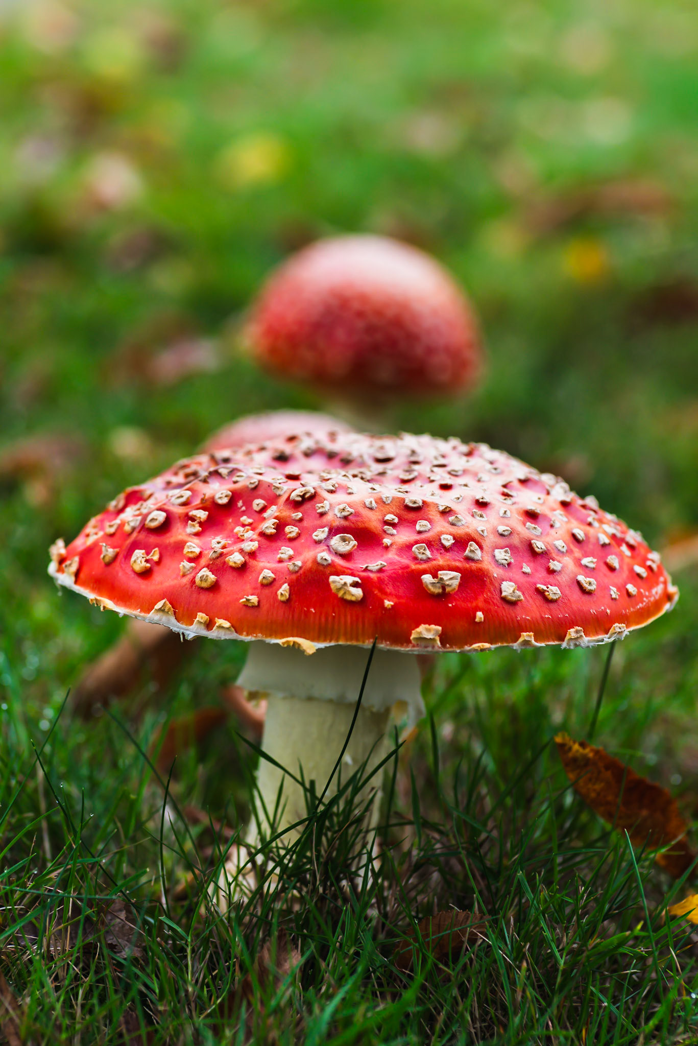 Mushroom