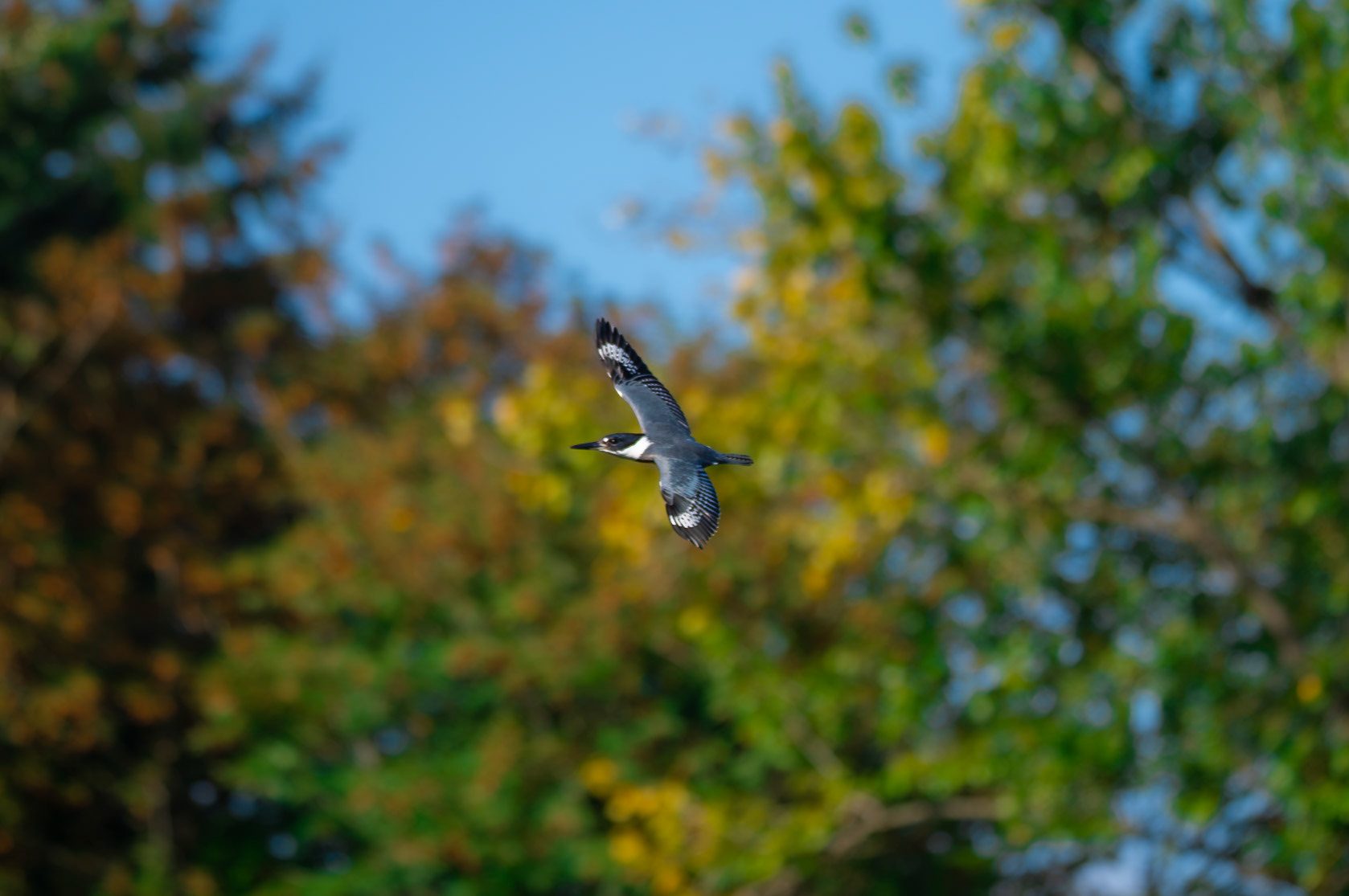 Belted Kingfisher