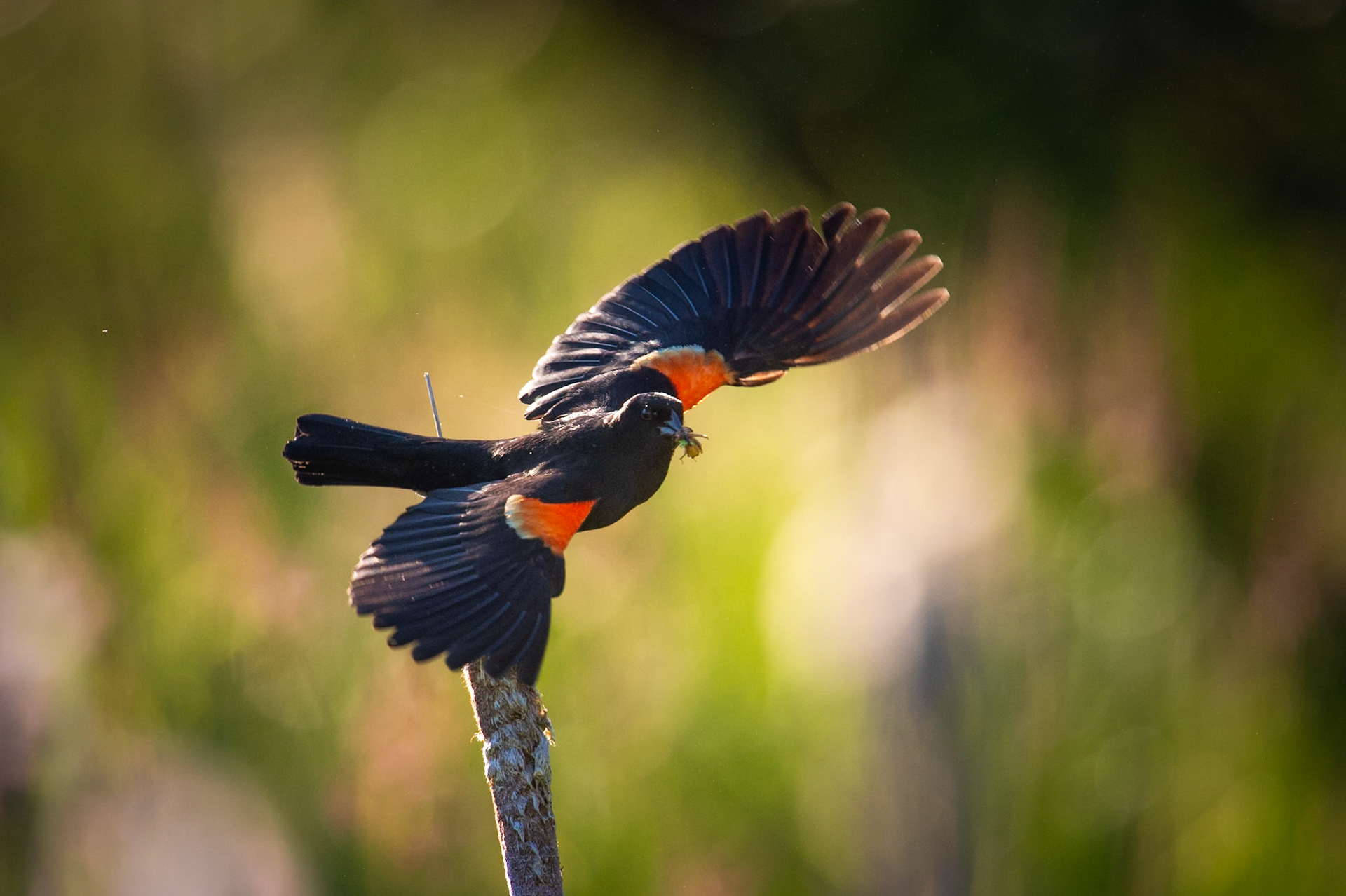 Blackbird in flight