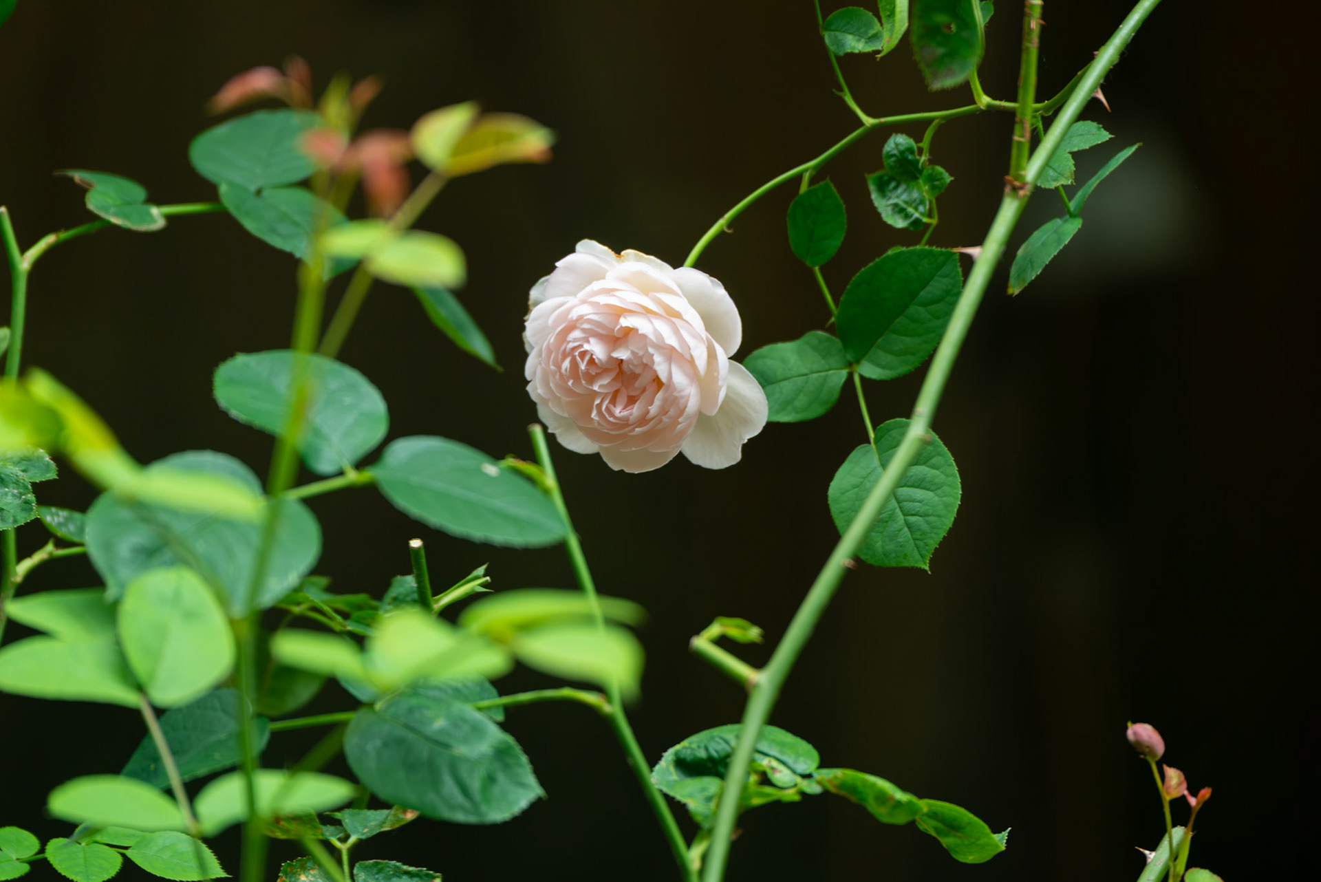 Gentle Hermione (David Austin Rose)