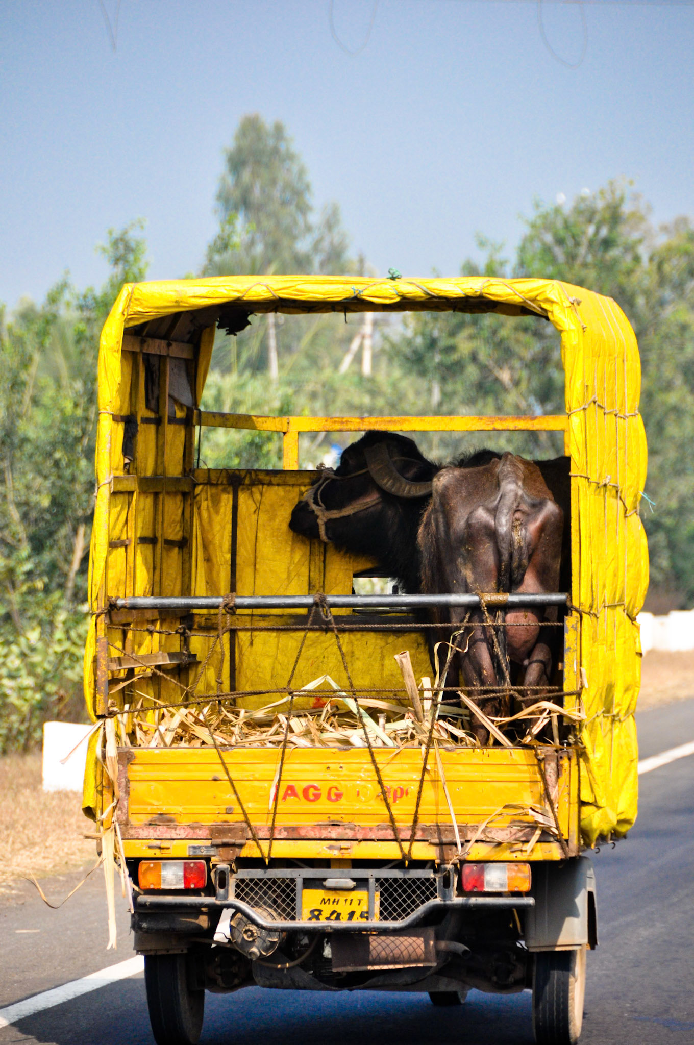 Water Buffalo