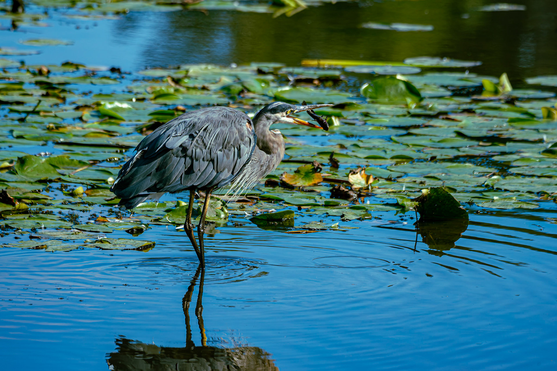 Great Blue Heron