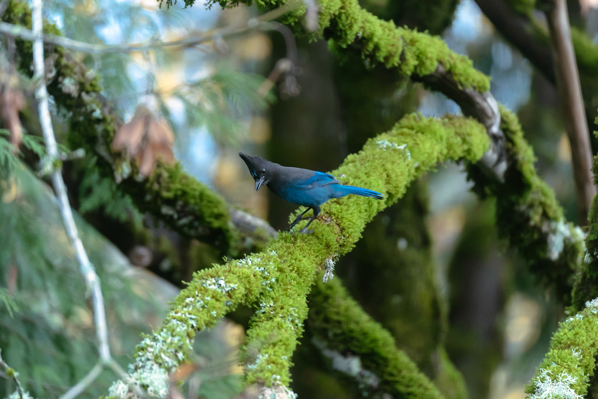Steller's Jay